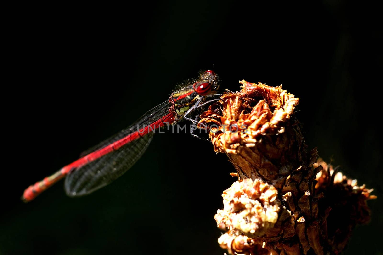 Large red damselfly- The body length is from 35 to 45 millimeters,the wingspan is from 50 to 70 millimeters.