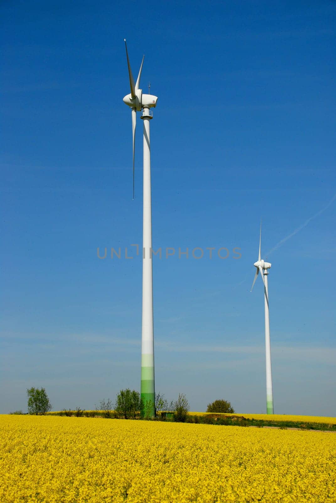 Rapeseed and wind turbines