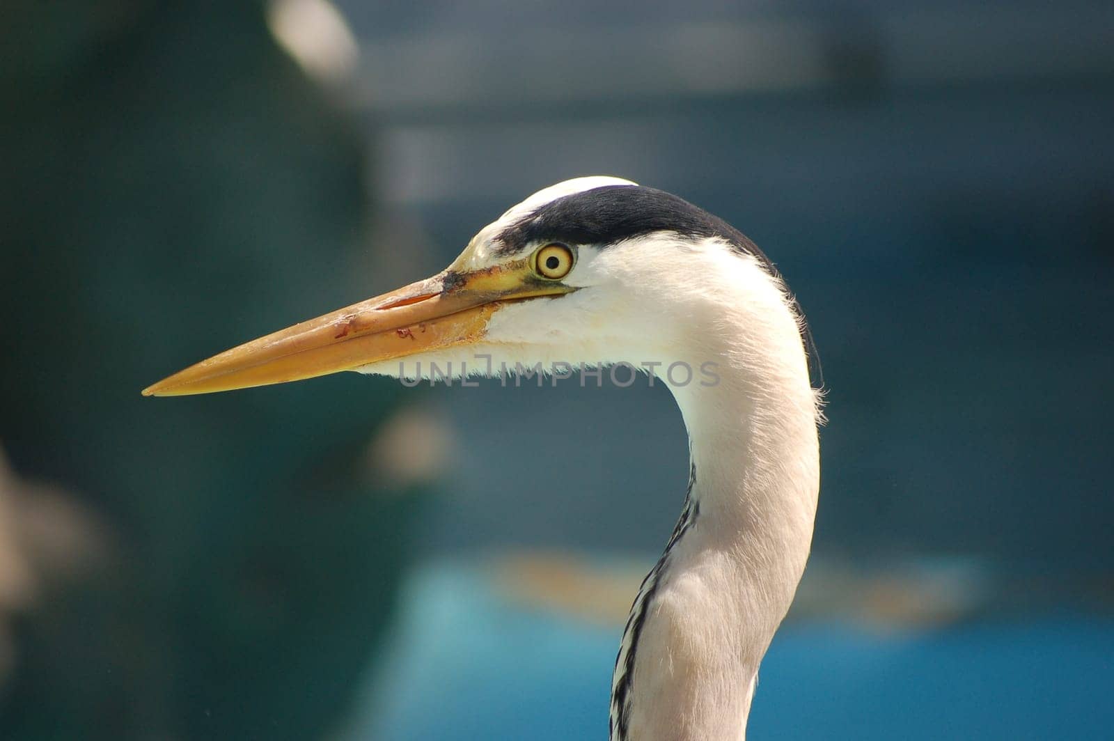 Grey heron