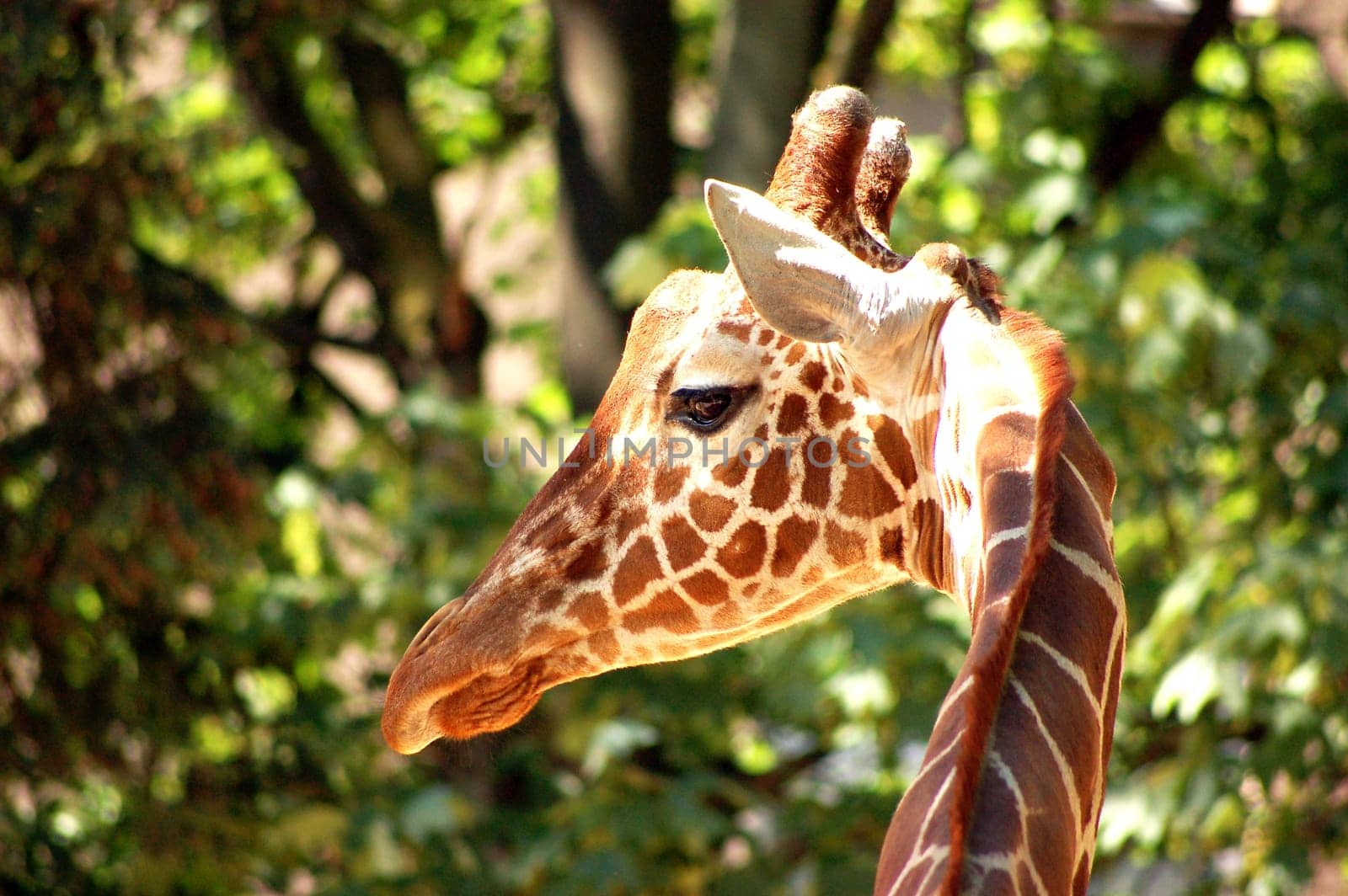 Safari