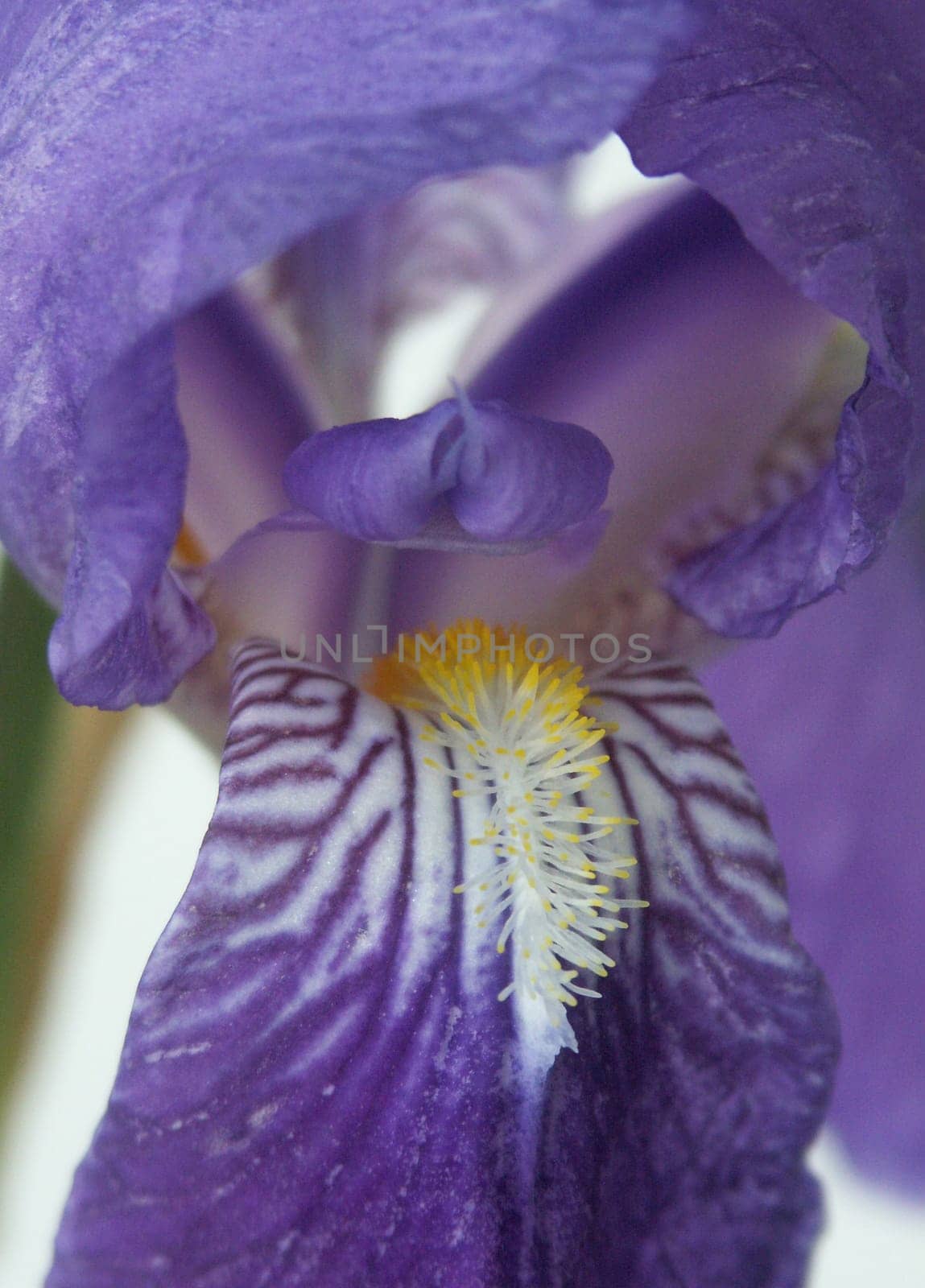 Iris 6