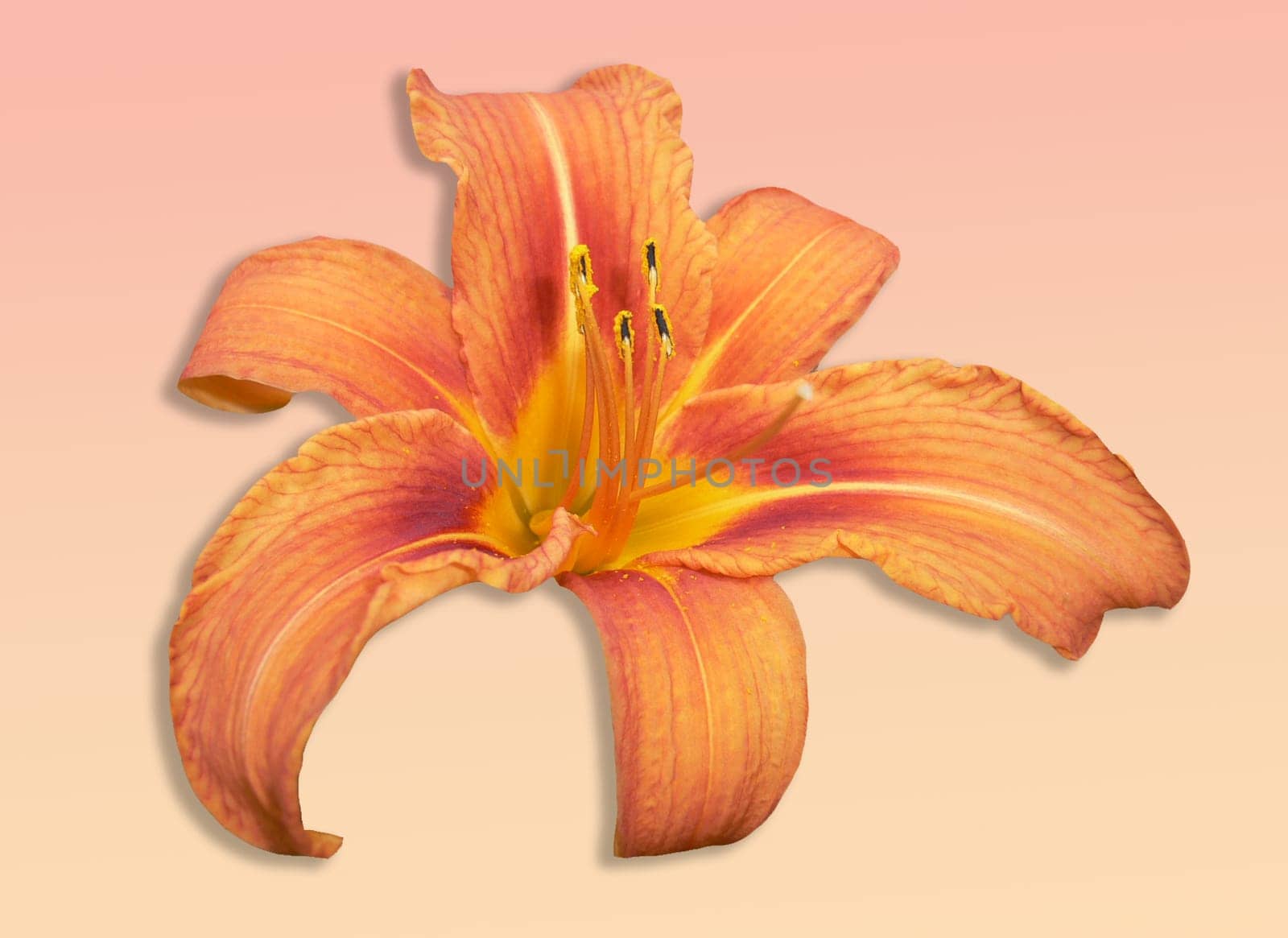 Lily exempted