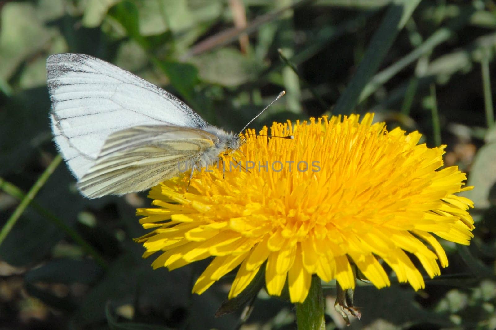 Butterfly on dandelion
