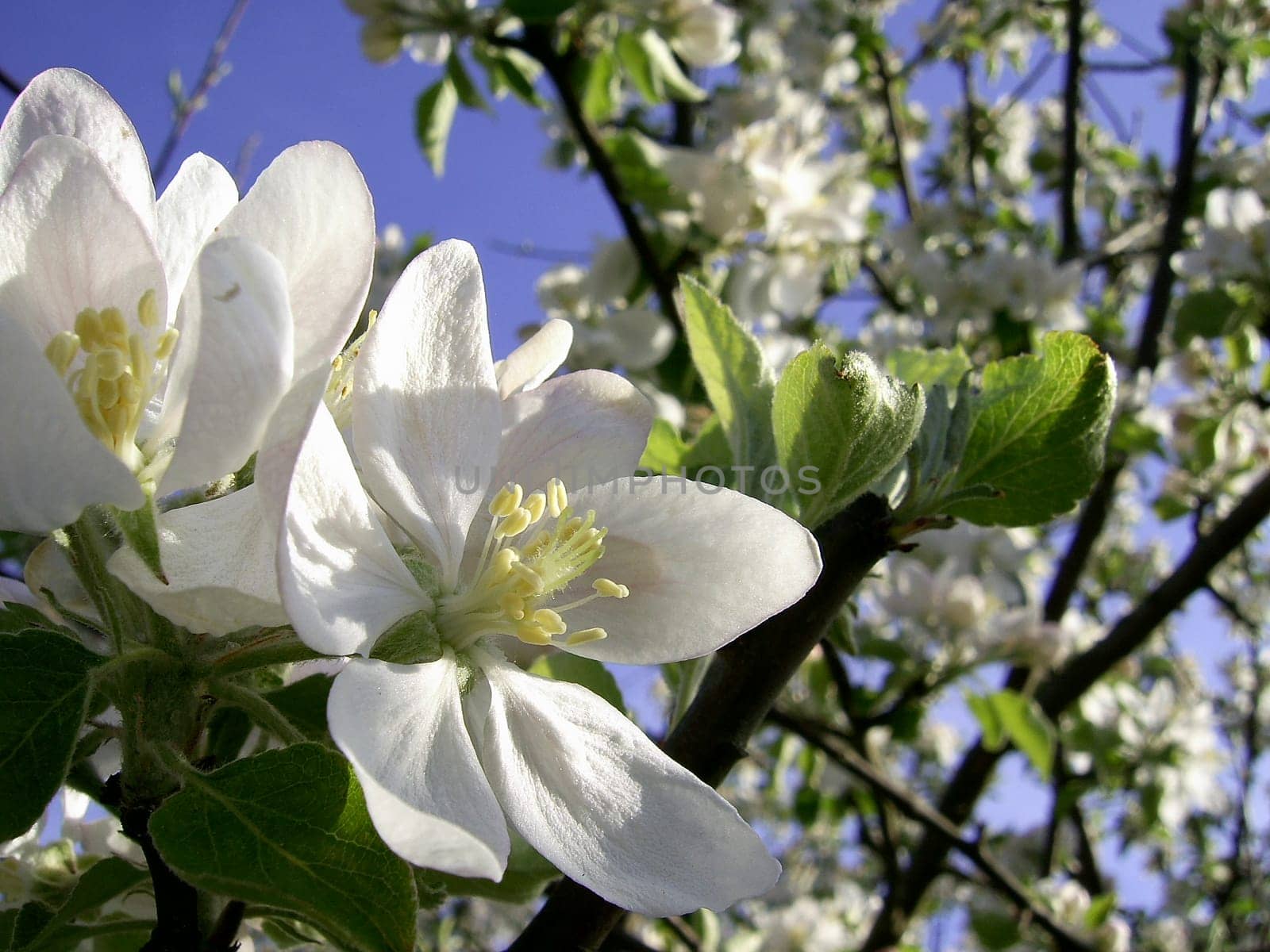 White flowers