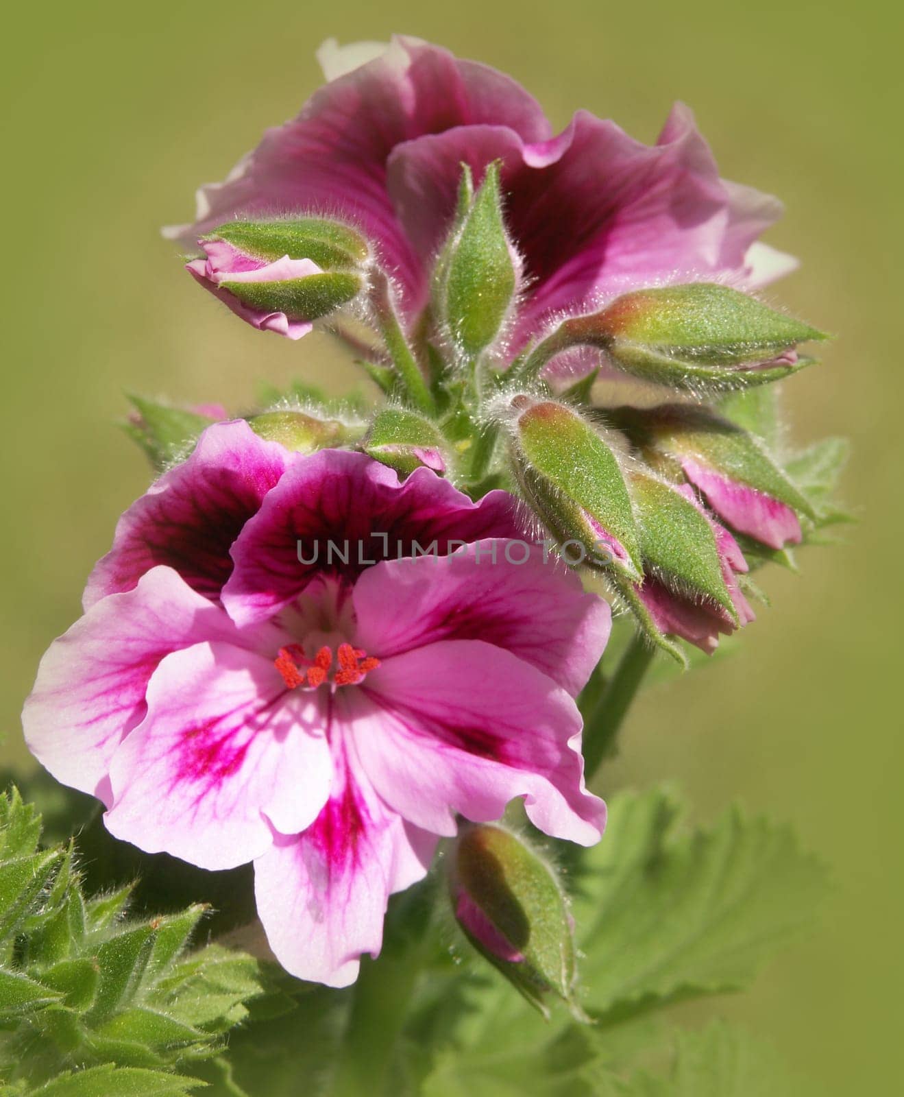 English geranium
