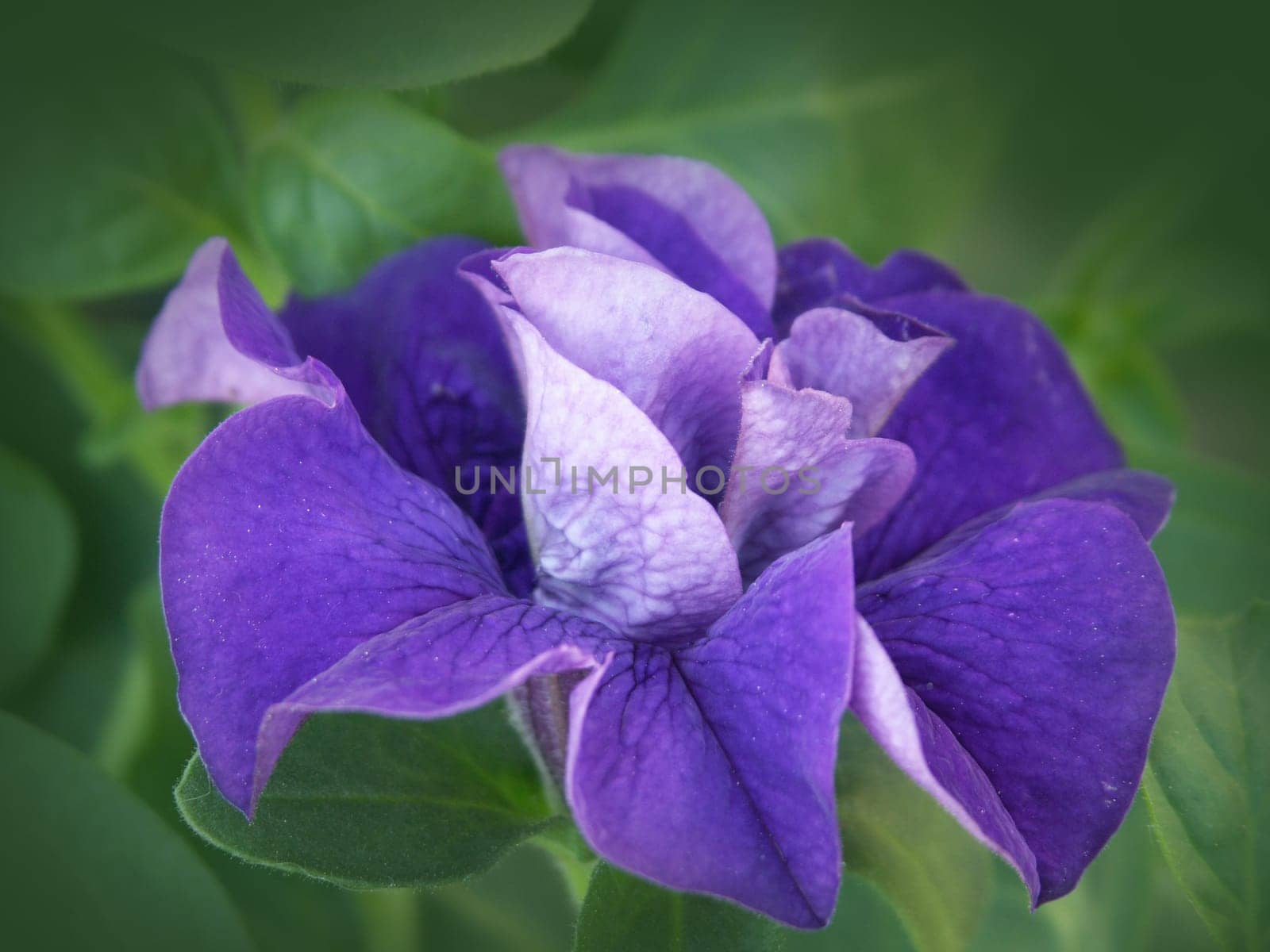 stuffed petunia purple