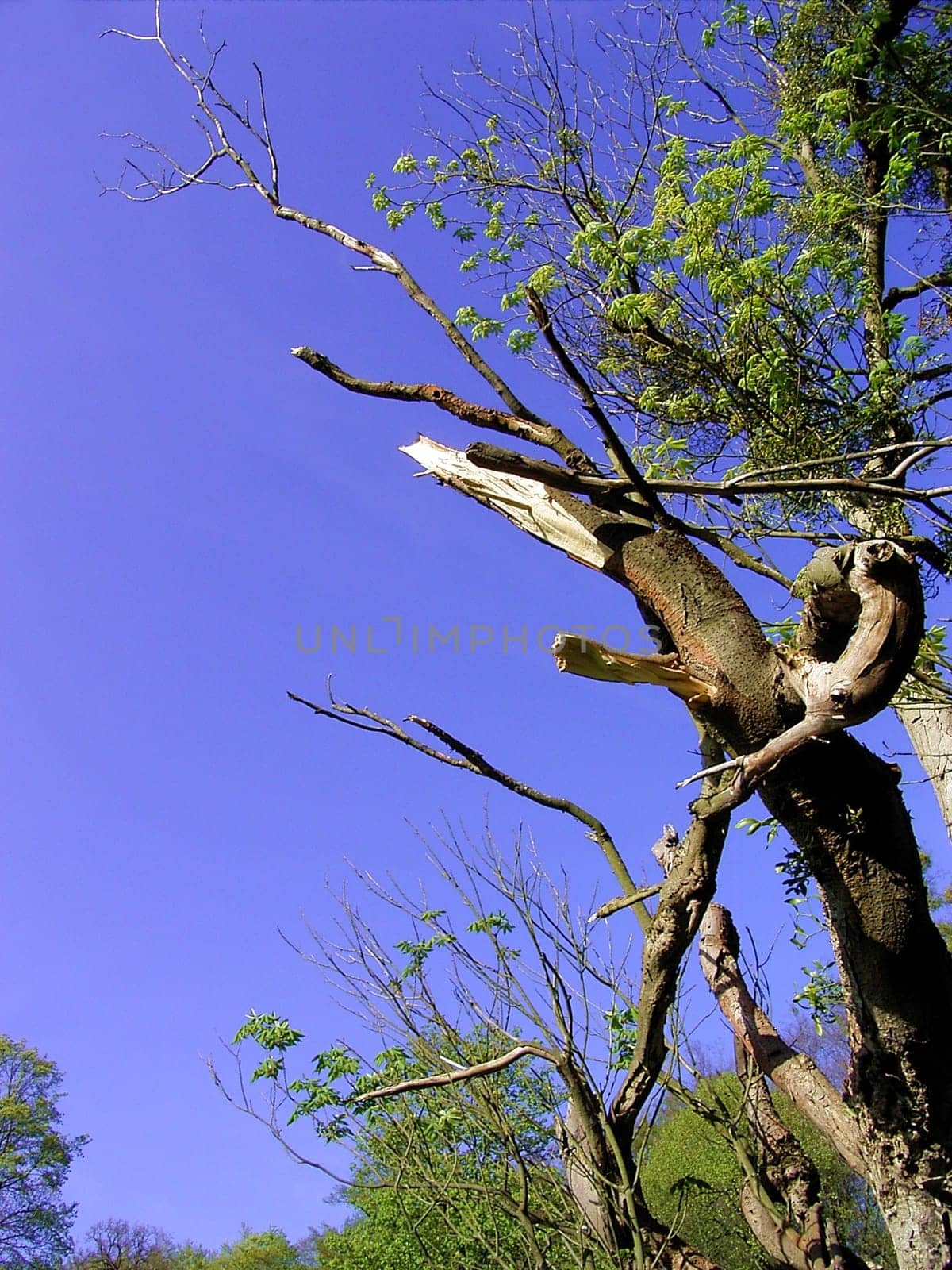 tree without christmas
