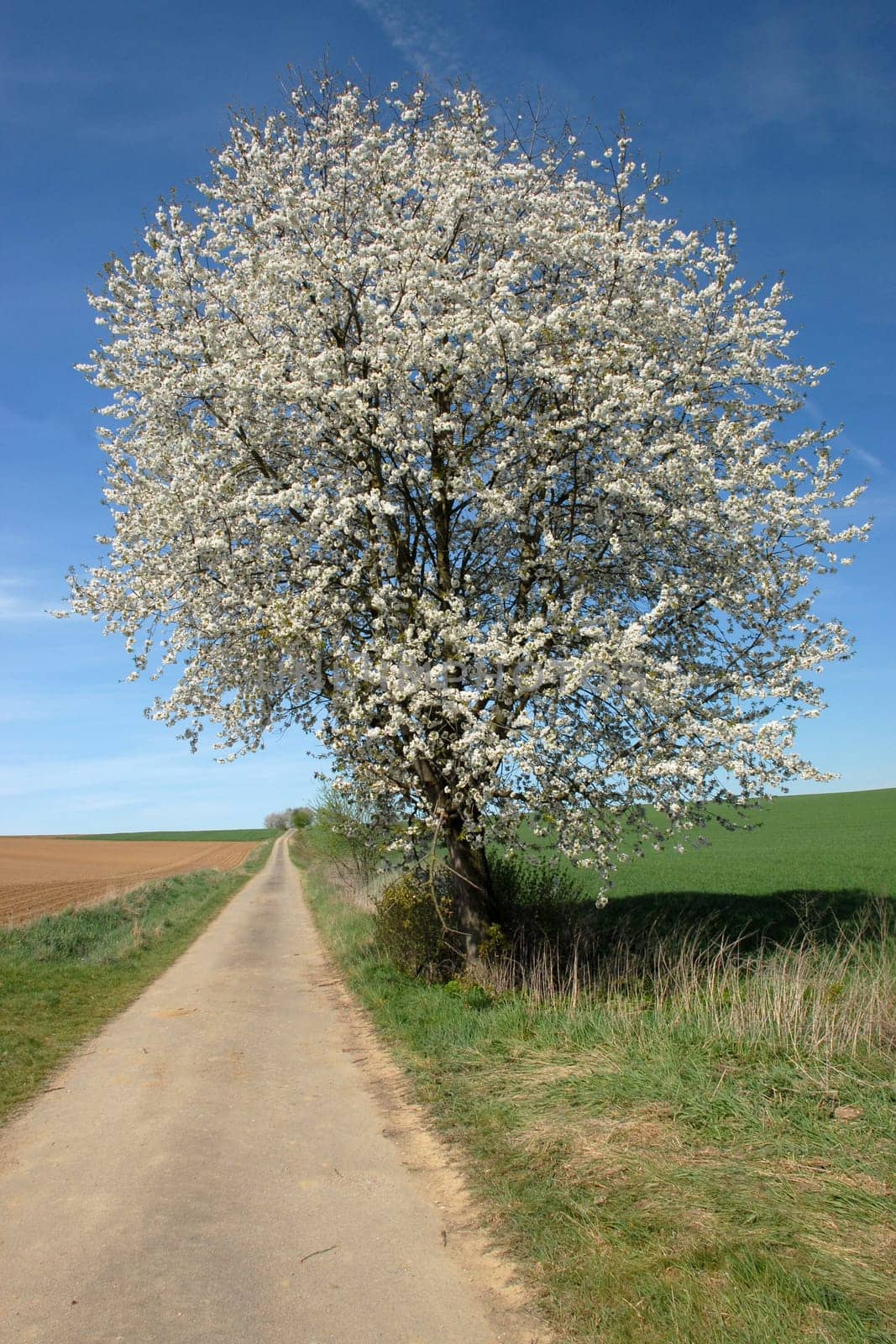 Flowering tree along the way