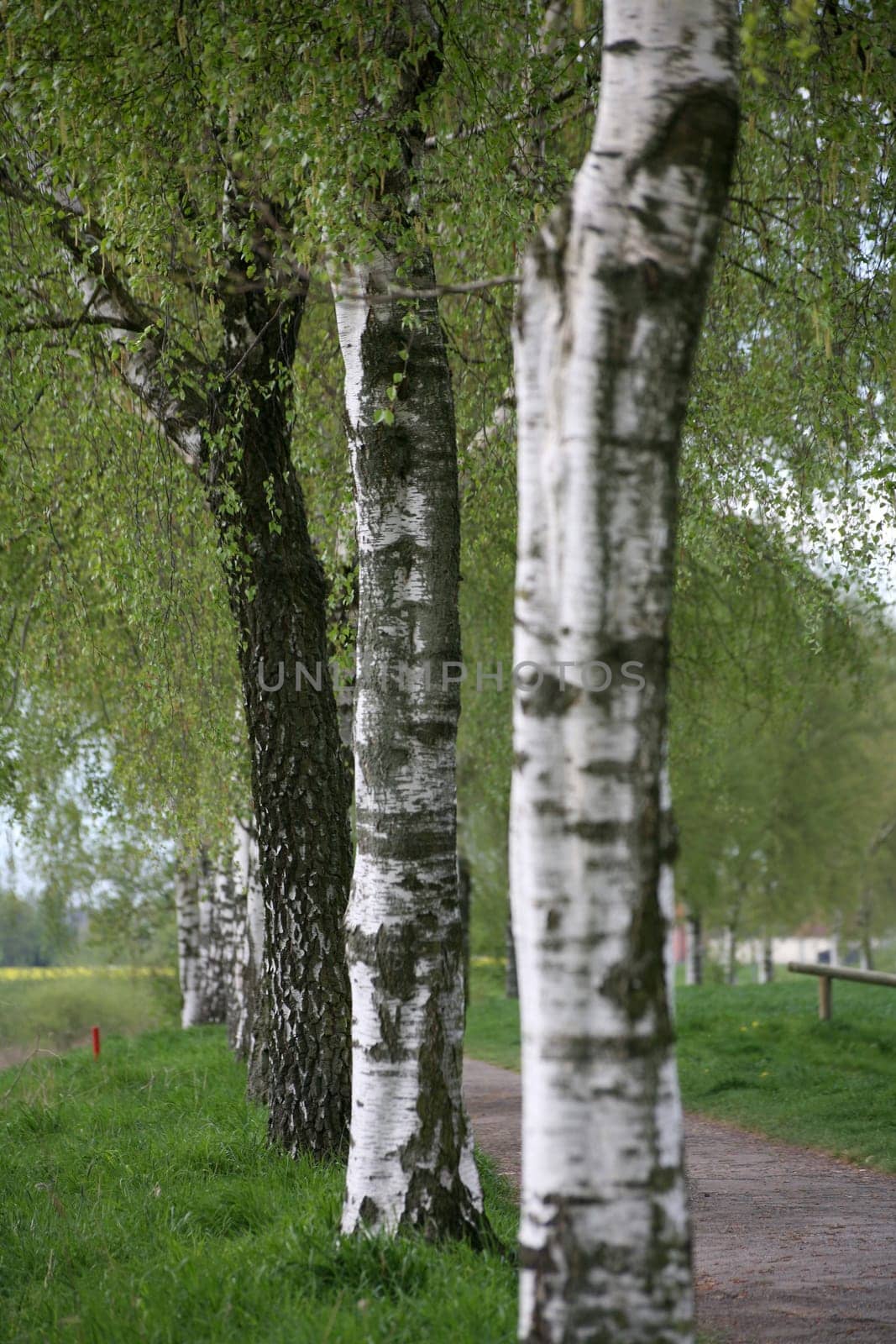 Birches