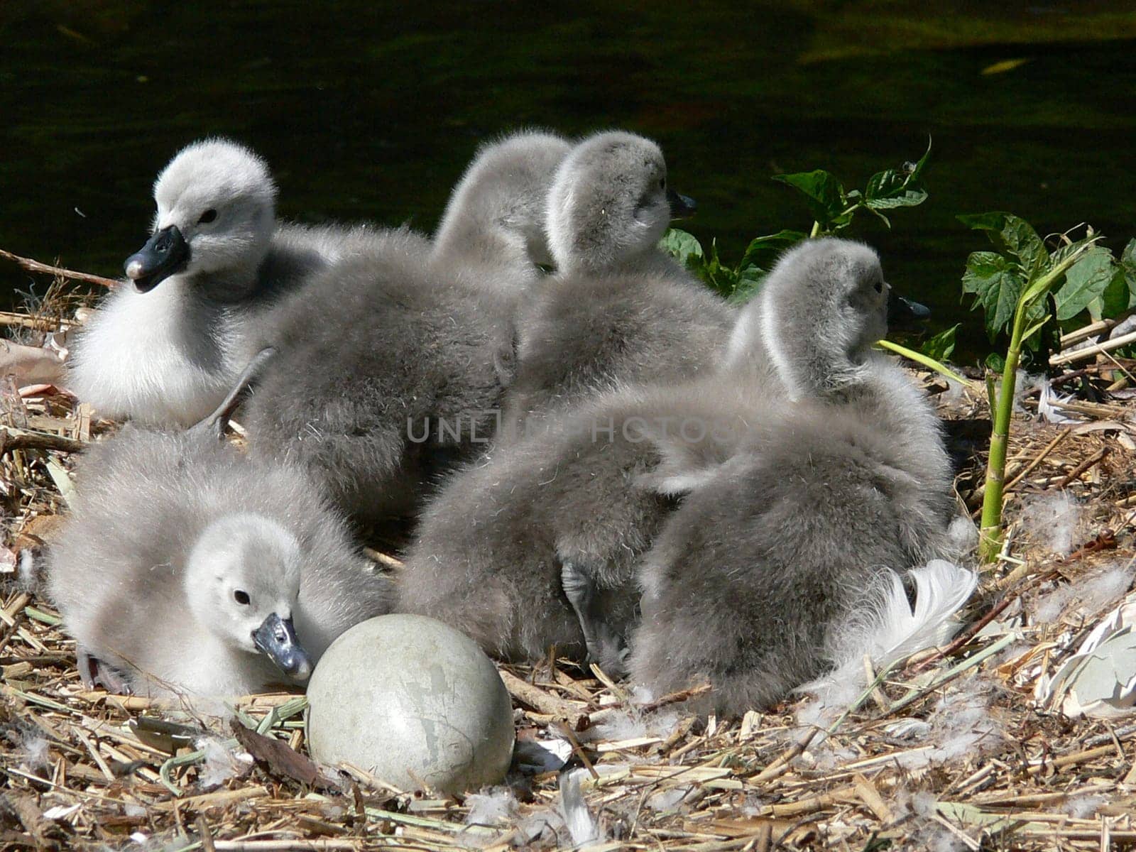 no talk of the ugly duckling:-))