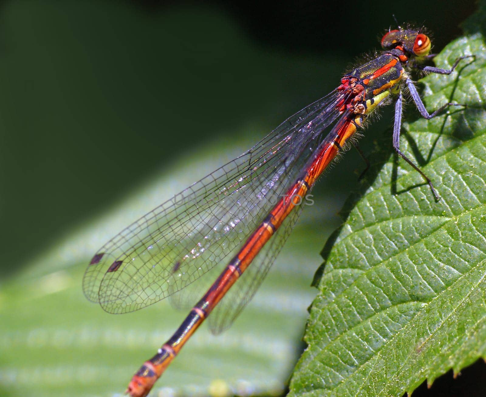 Early Adonis Maiden (Pyrrhosoma nymphula) ------- The early Adonis dragonfly is easily recognizable by its red coloration. In addition to the (rare) scarlet dragonfly,it is the only red-colored small dragonfly. The Early Adonis Maiden is very