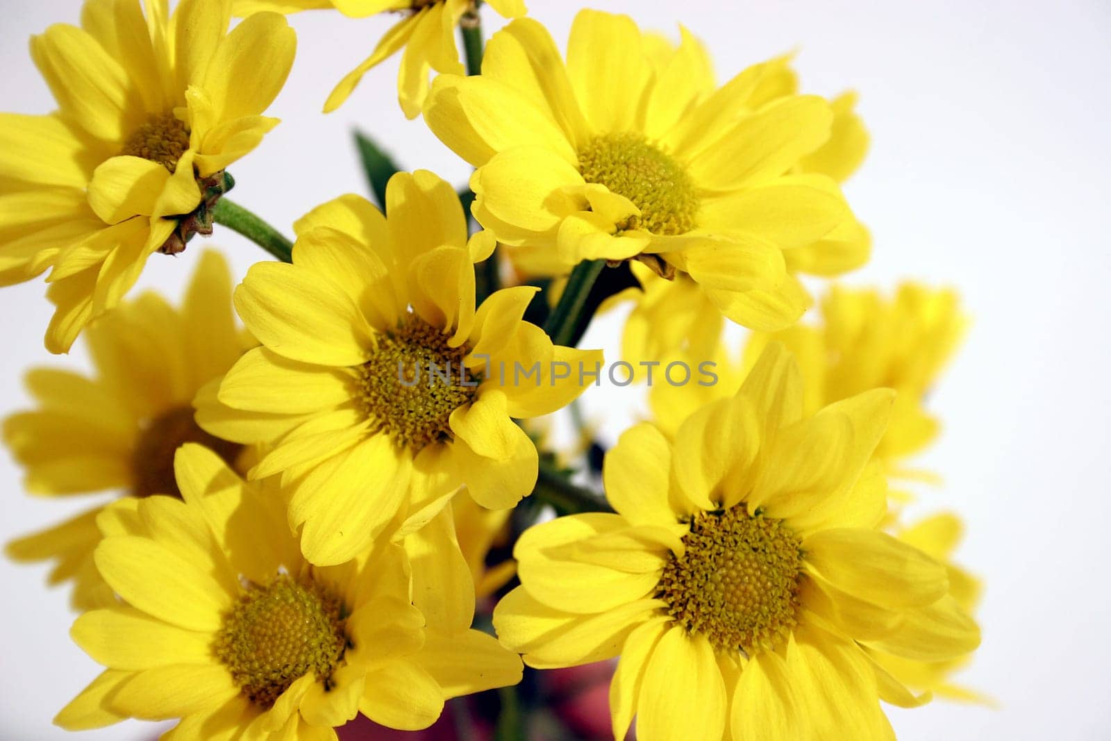 Spring flowers