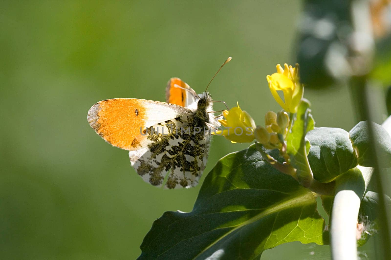 Orange tip