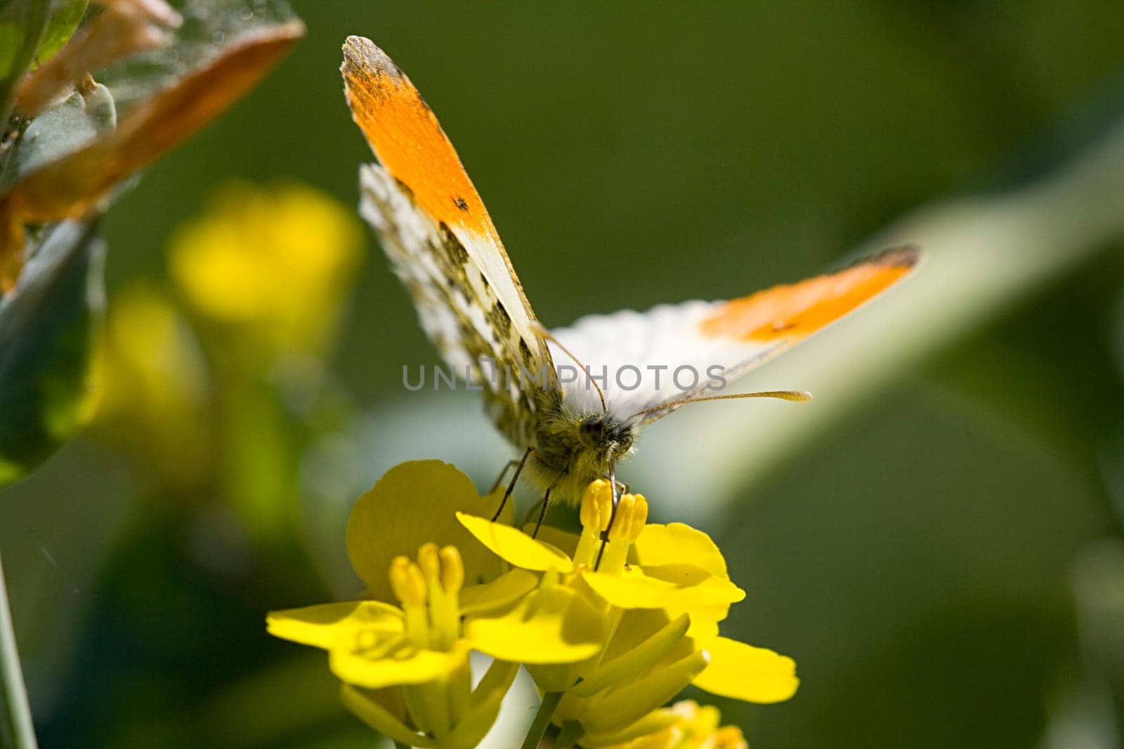 Orange tip