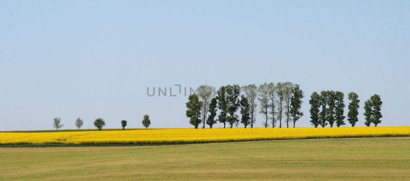 Row of trees....