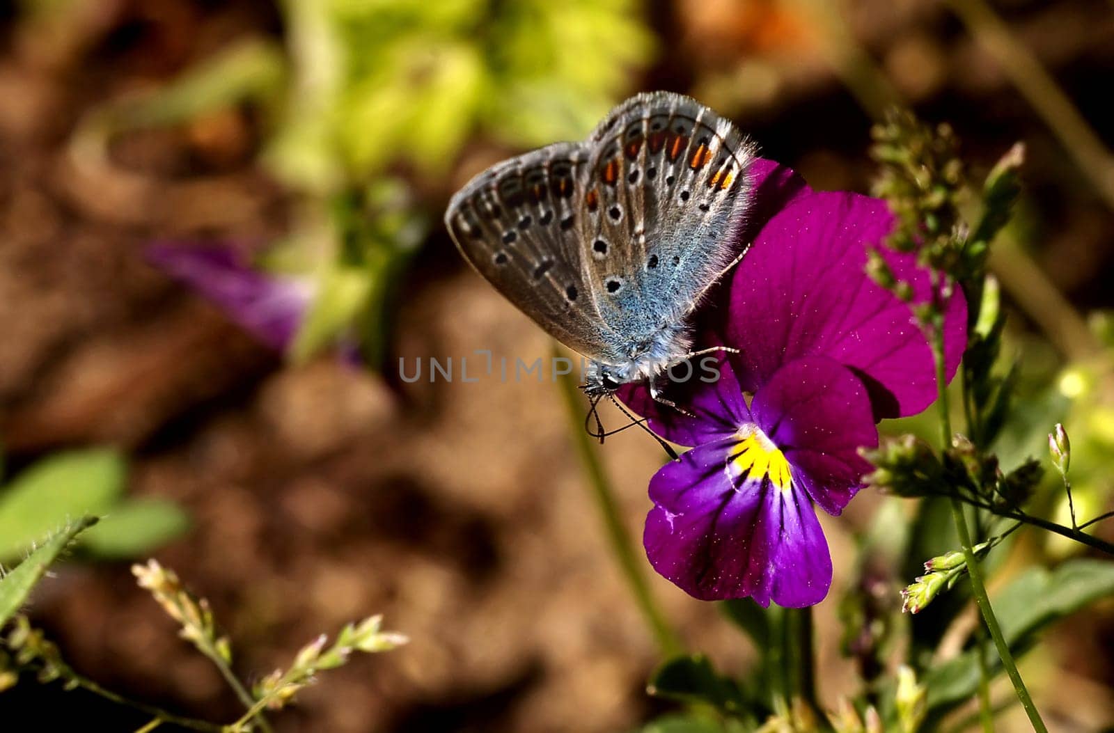 Nectar