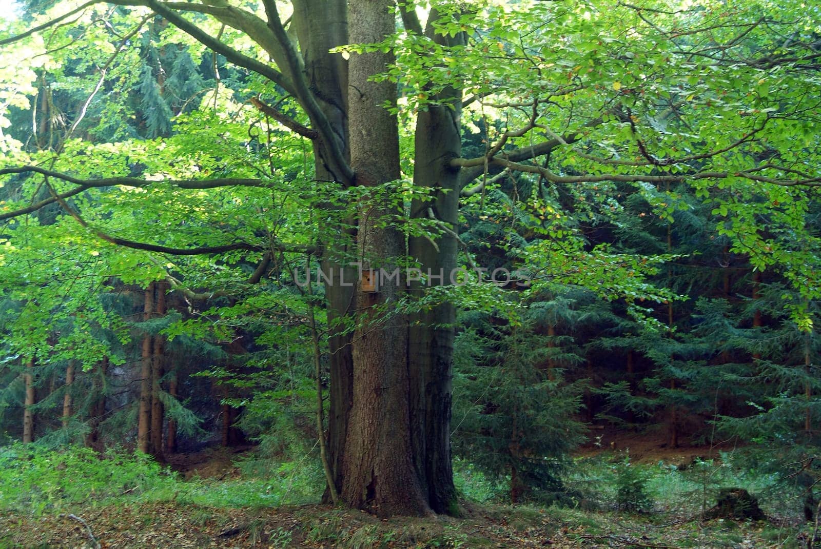 Forest idyll