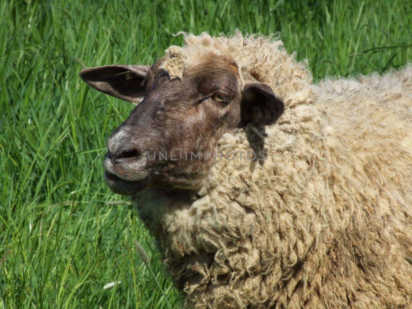 Sheep