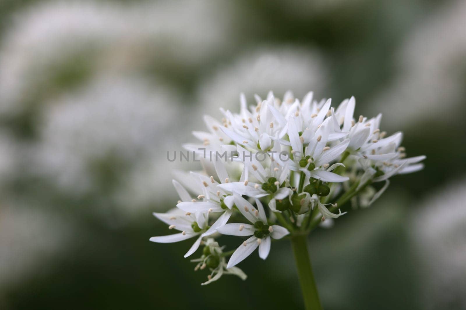 Ramsons