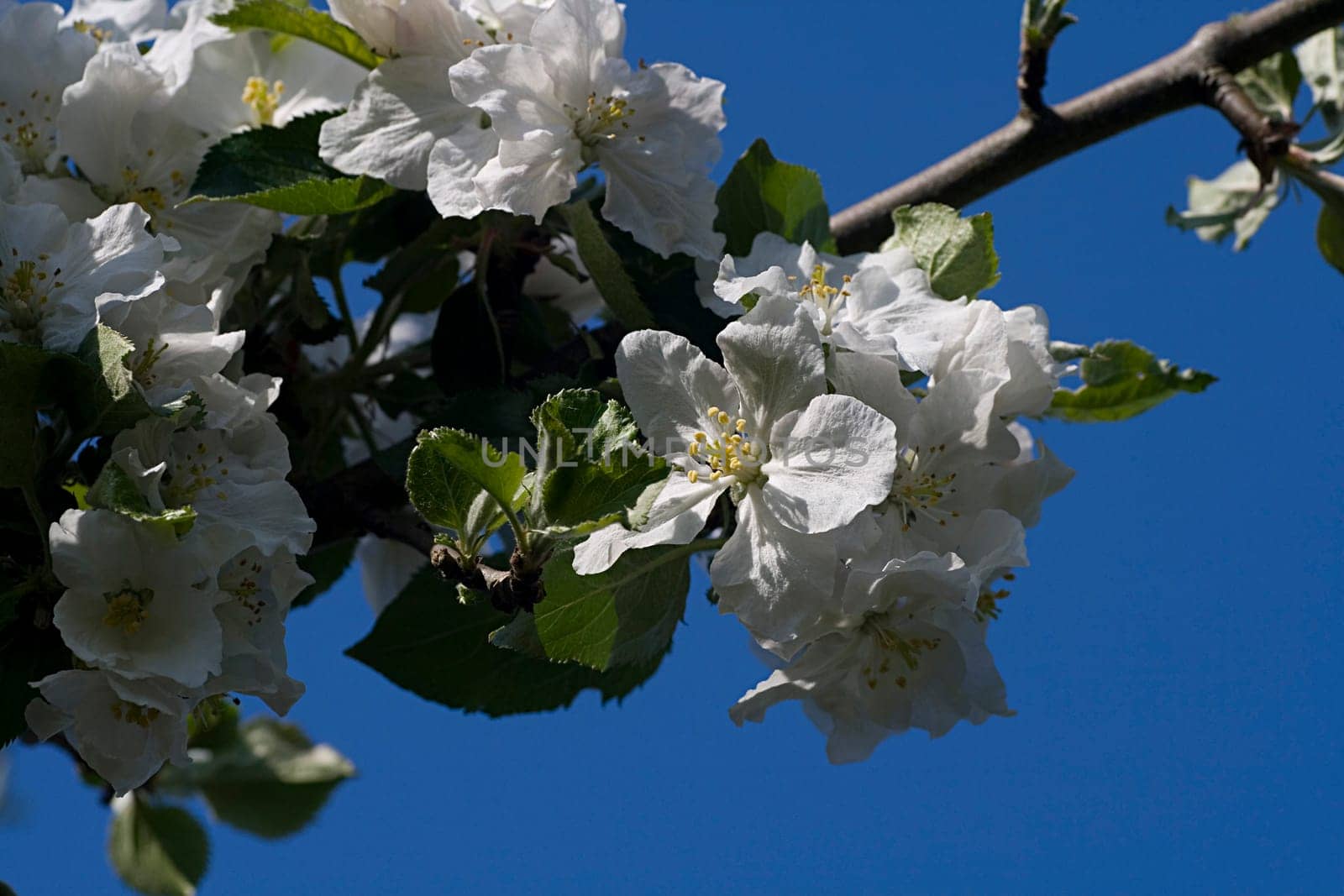 blooming apple tree