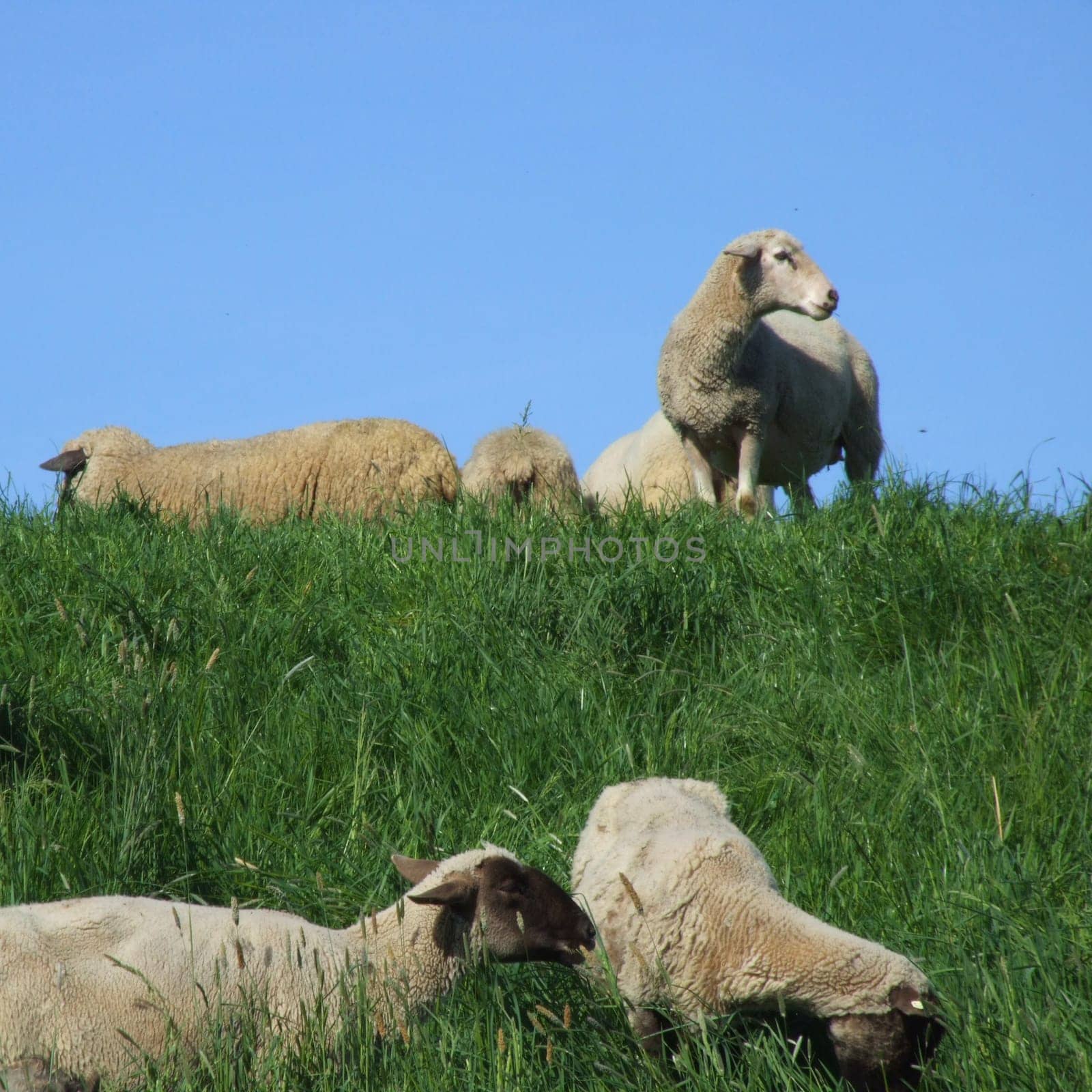 sheep