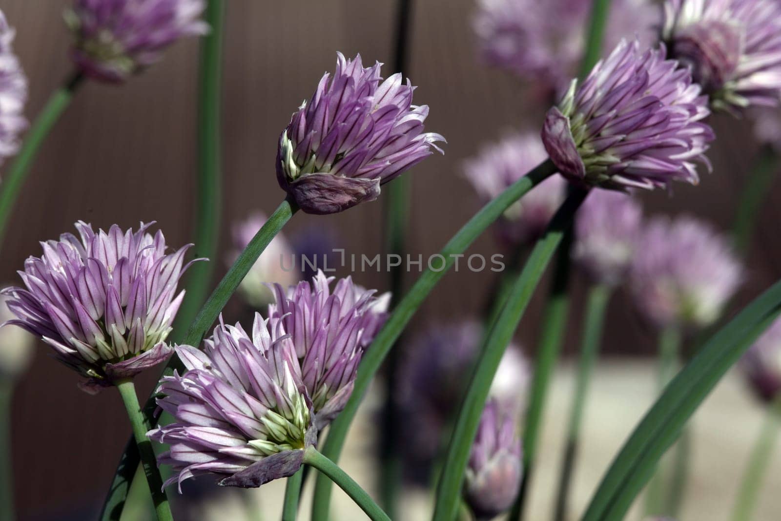 Chives