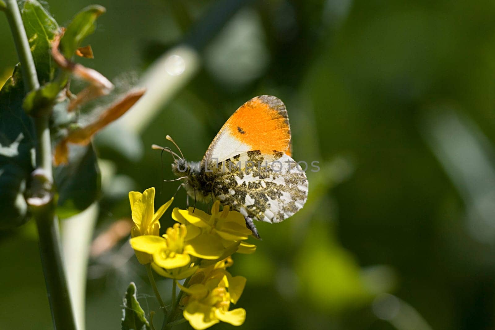 Orange tip