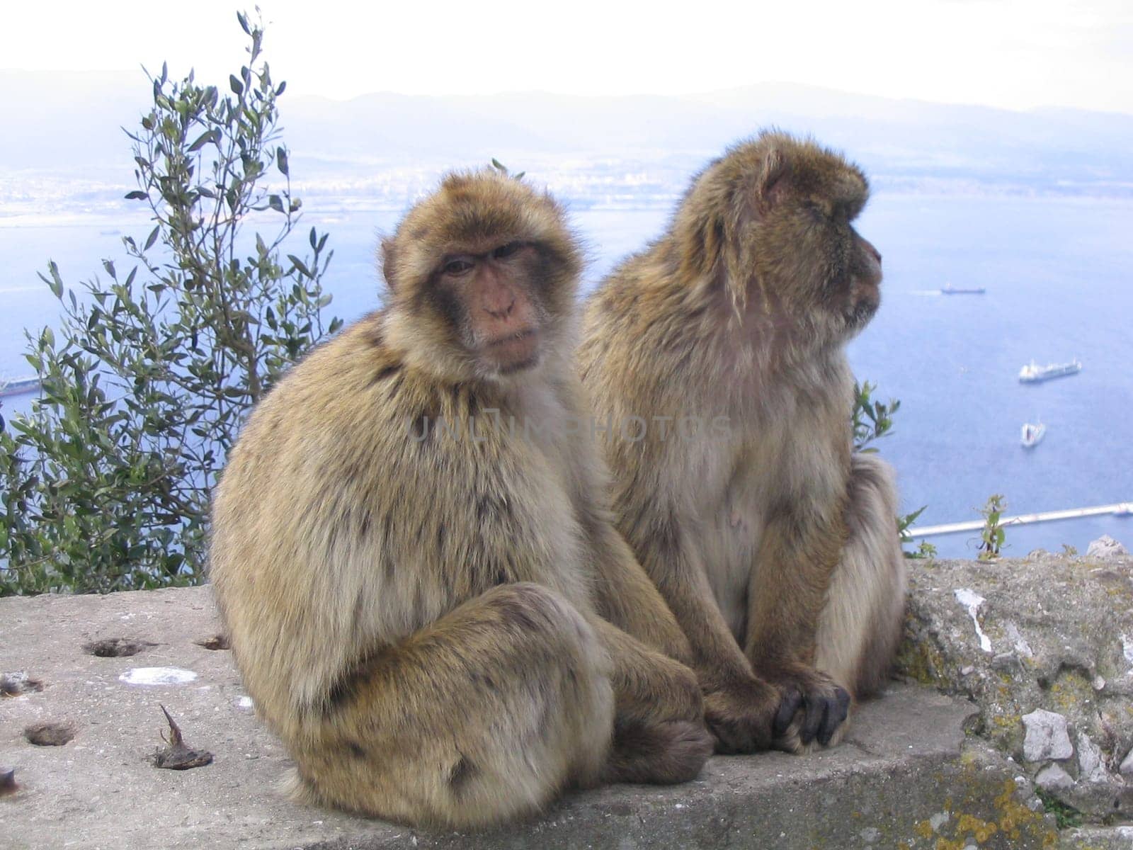 Pair of monkeys