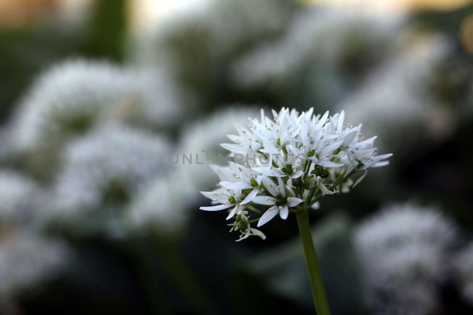 Ramsons