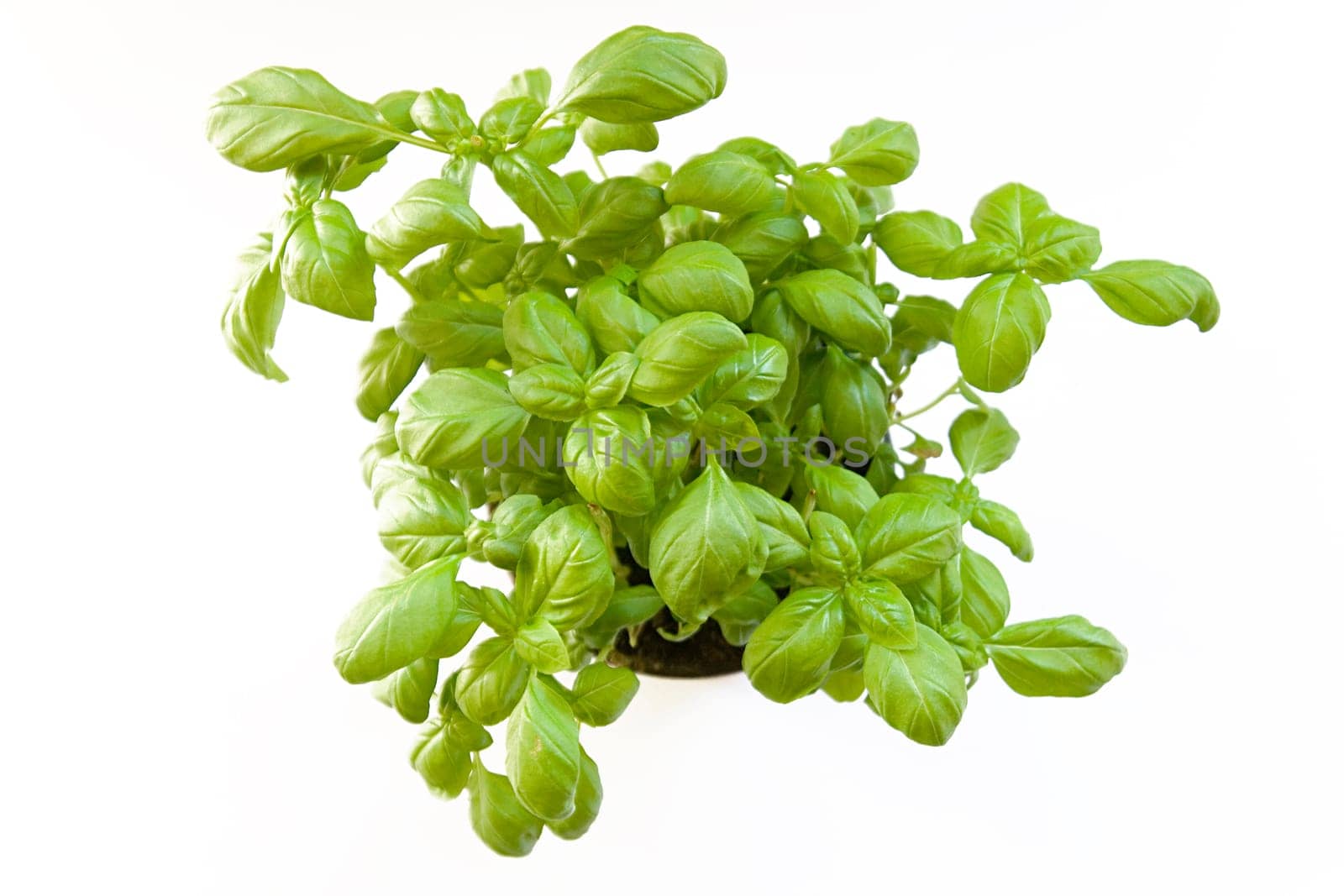 Basil