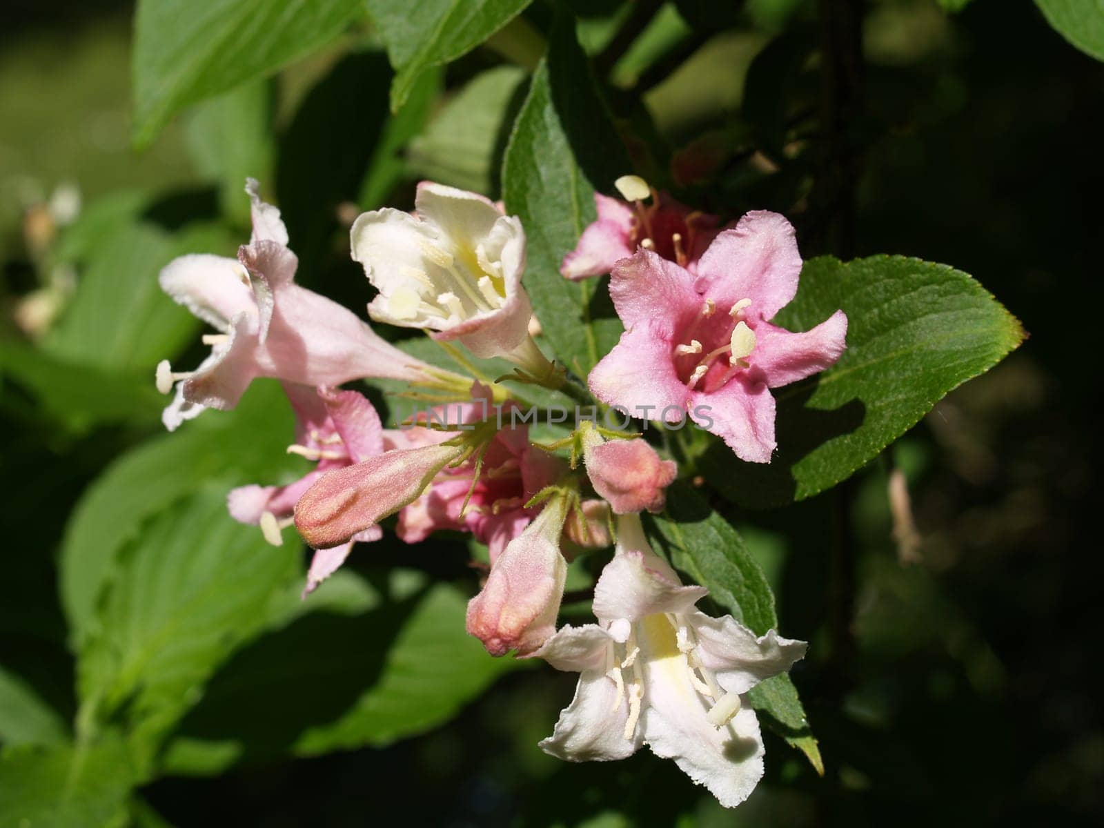 Blossoms