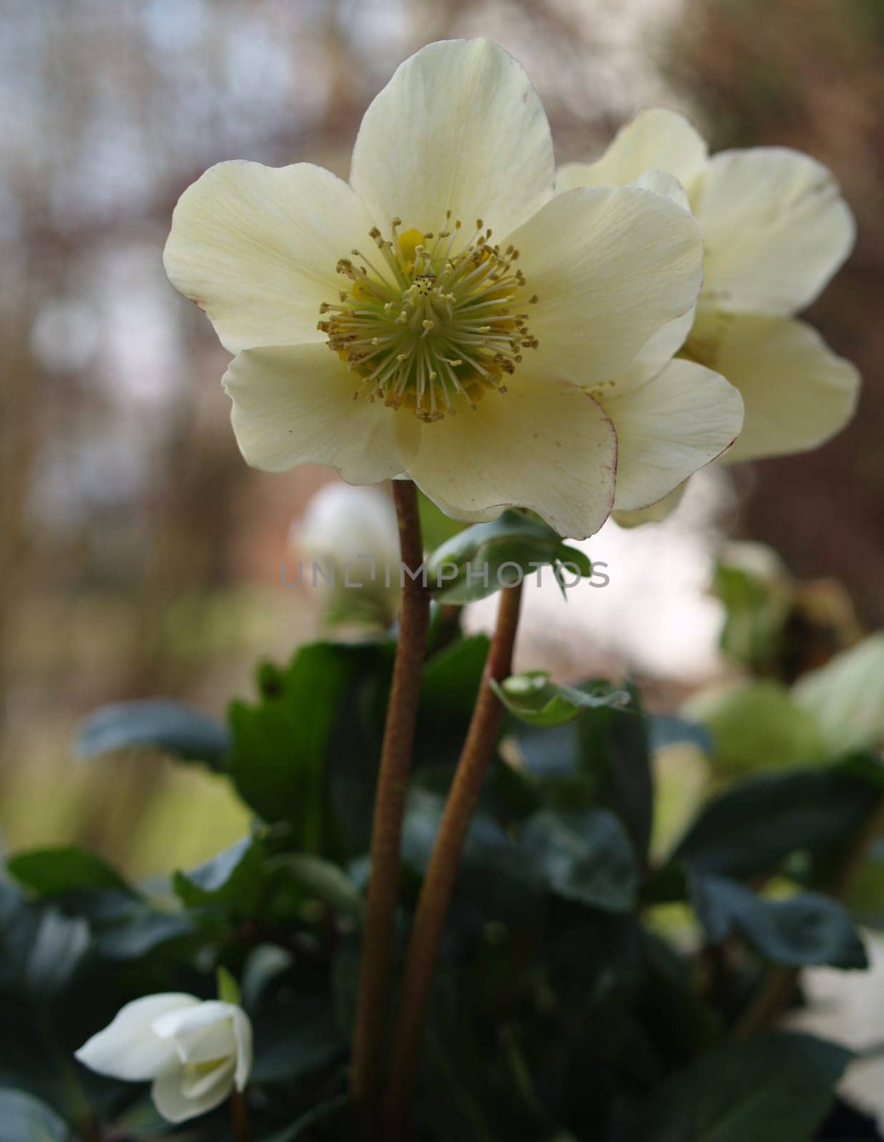 Christmas rose