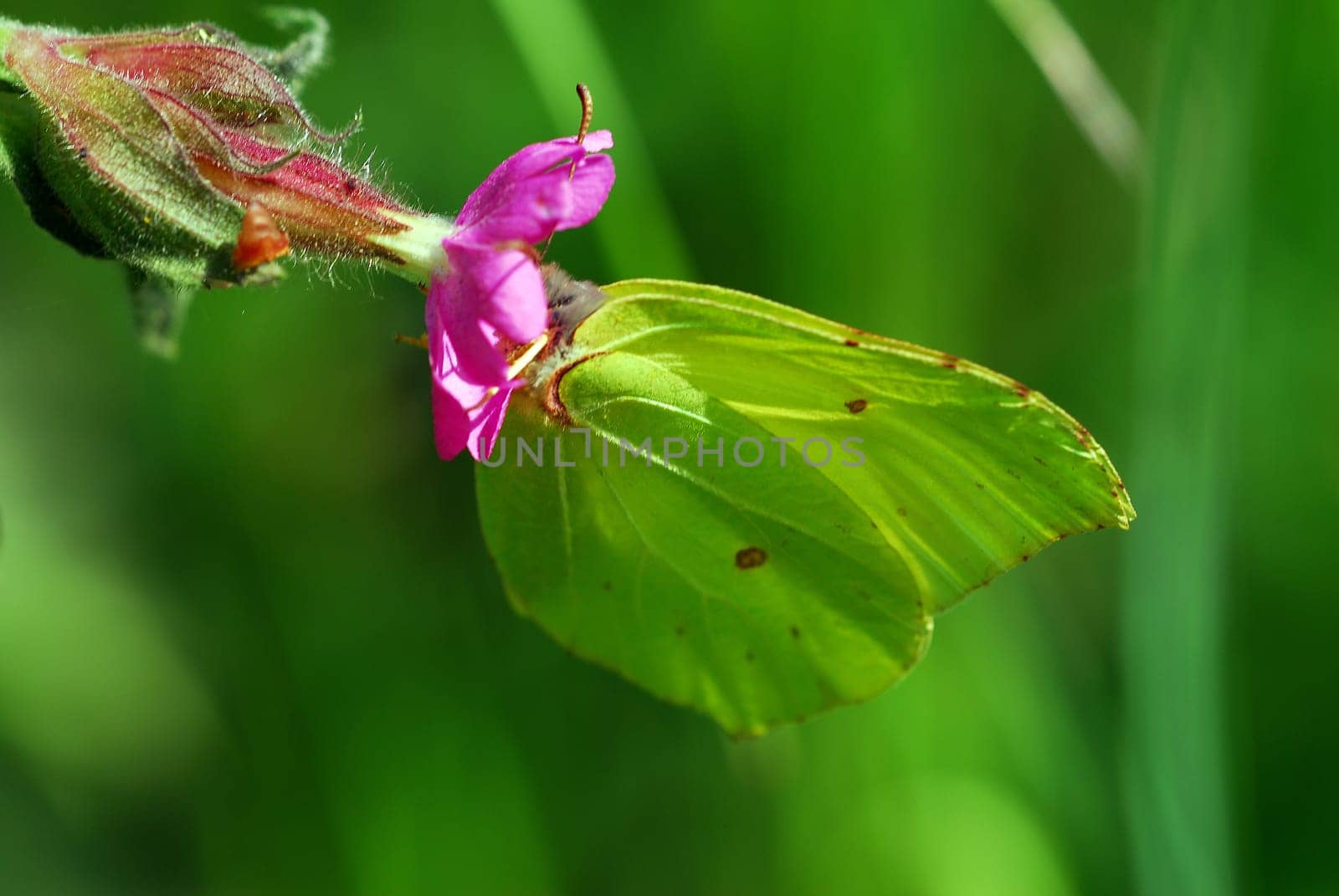 Lemon butterflies