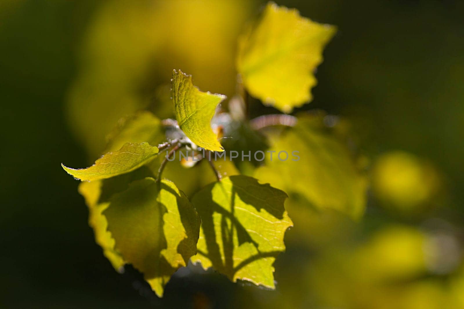 young leaves of a poplar tree