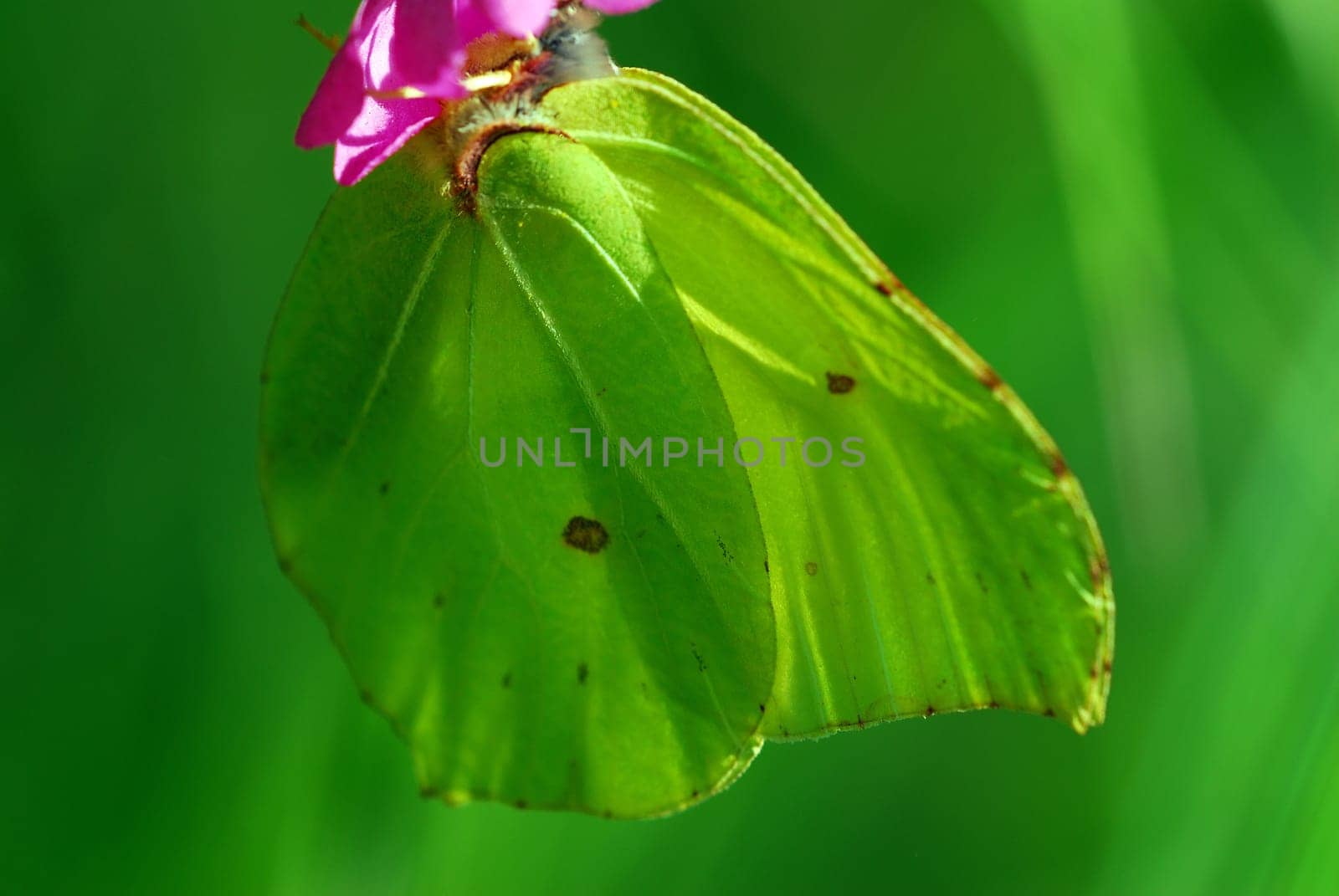 Citrus butterfly