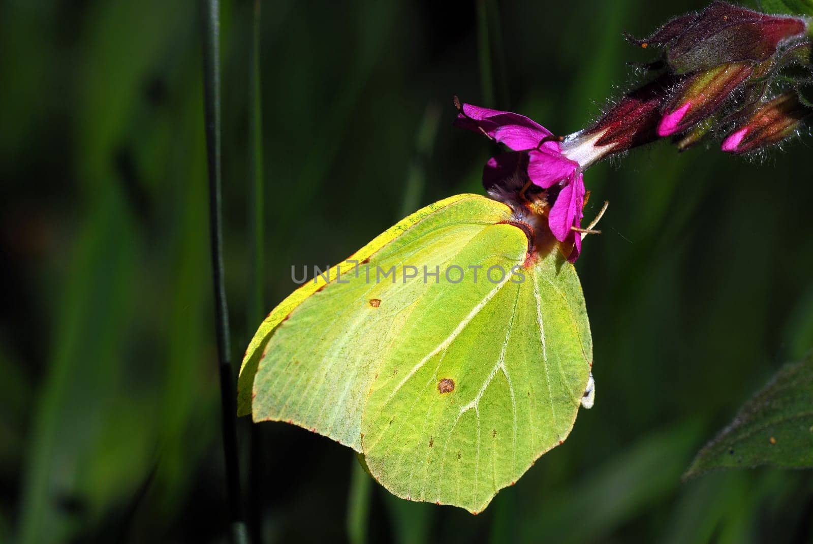 Lemon butterflies