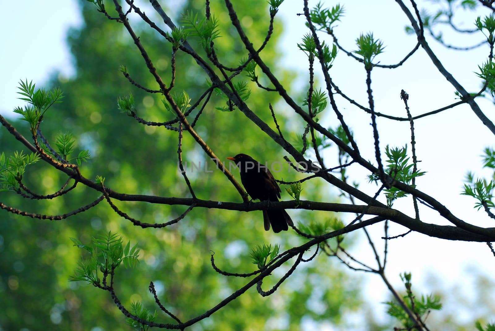 Blackbird