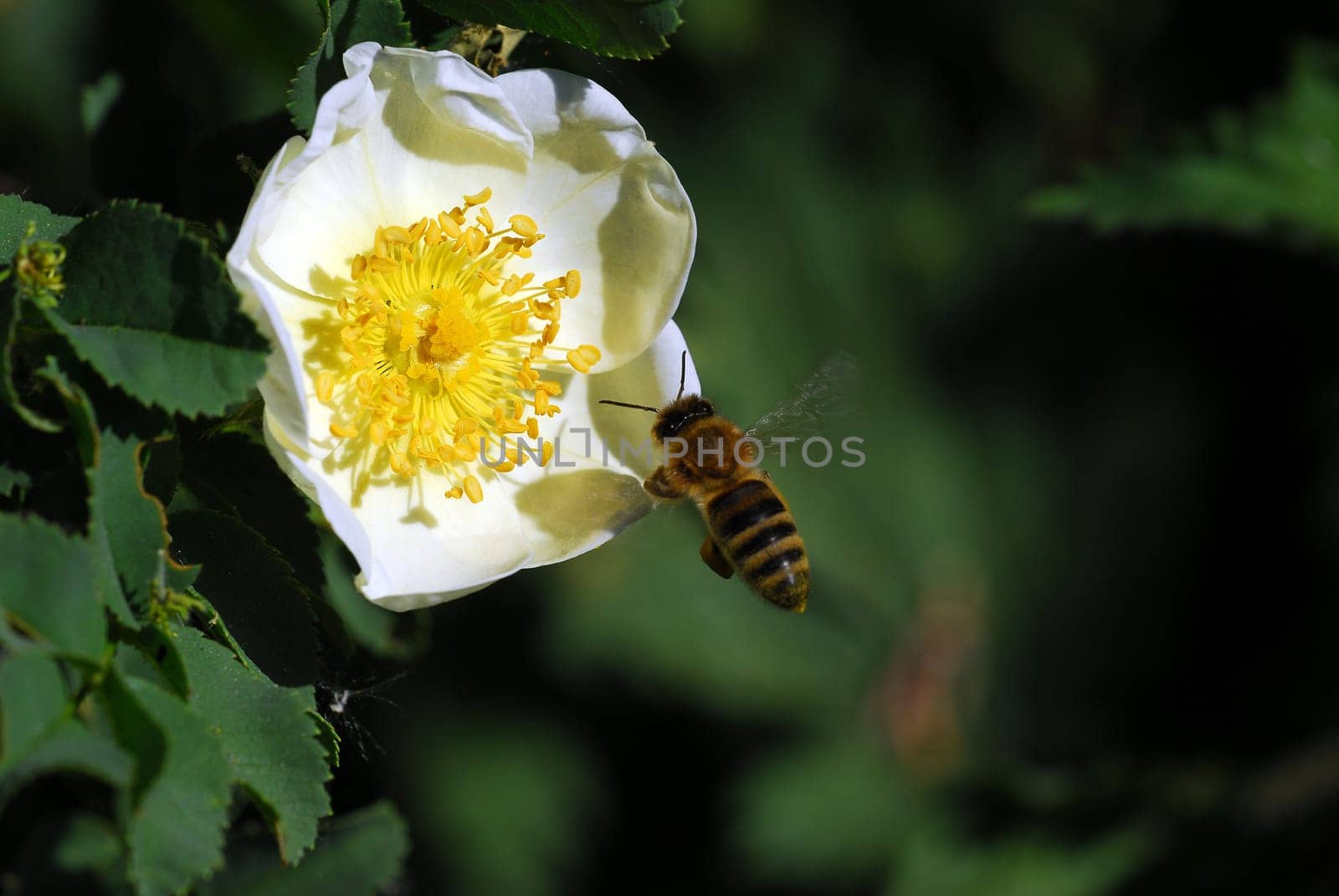 Flight of bees