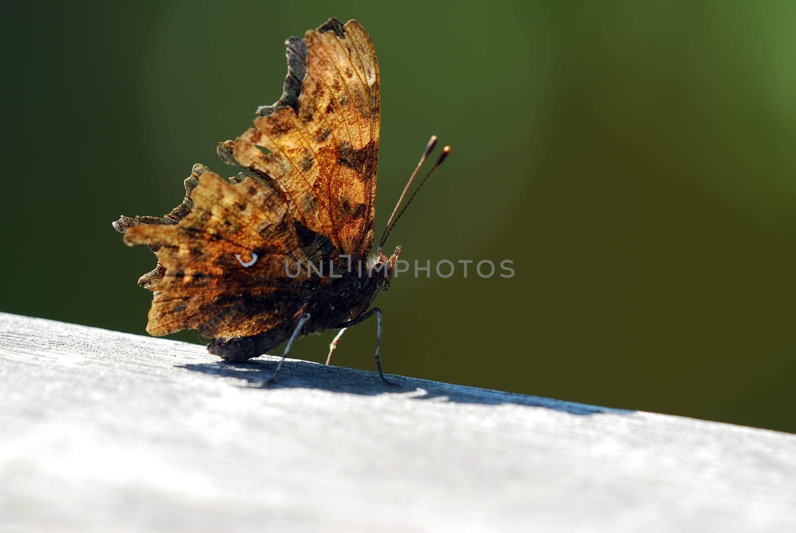 Comma