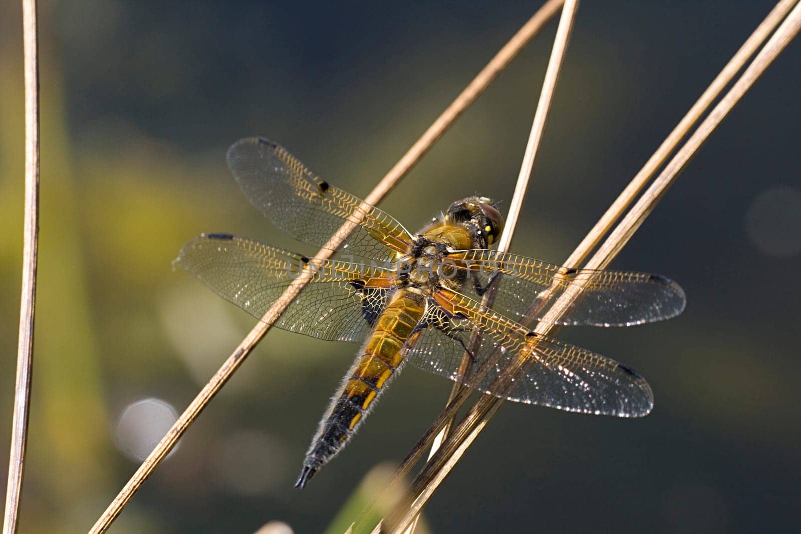Four-spotted dragonfly sitting
