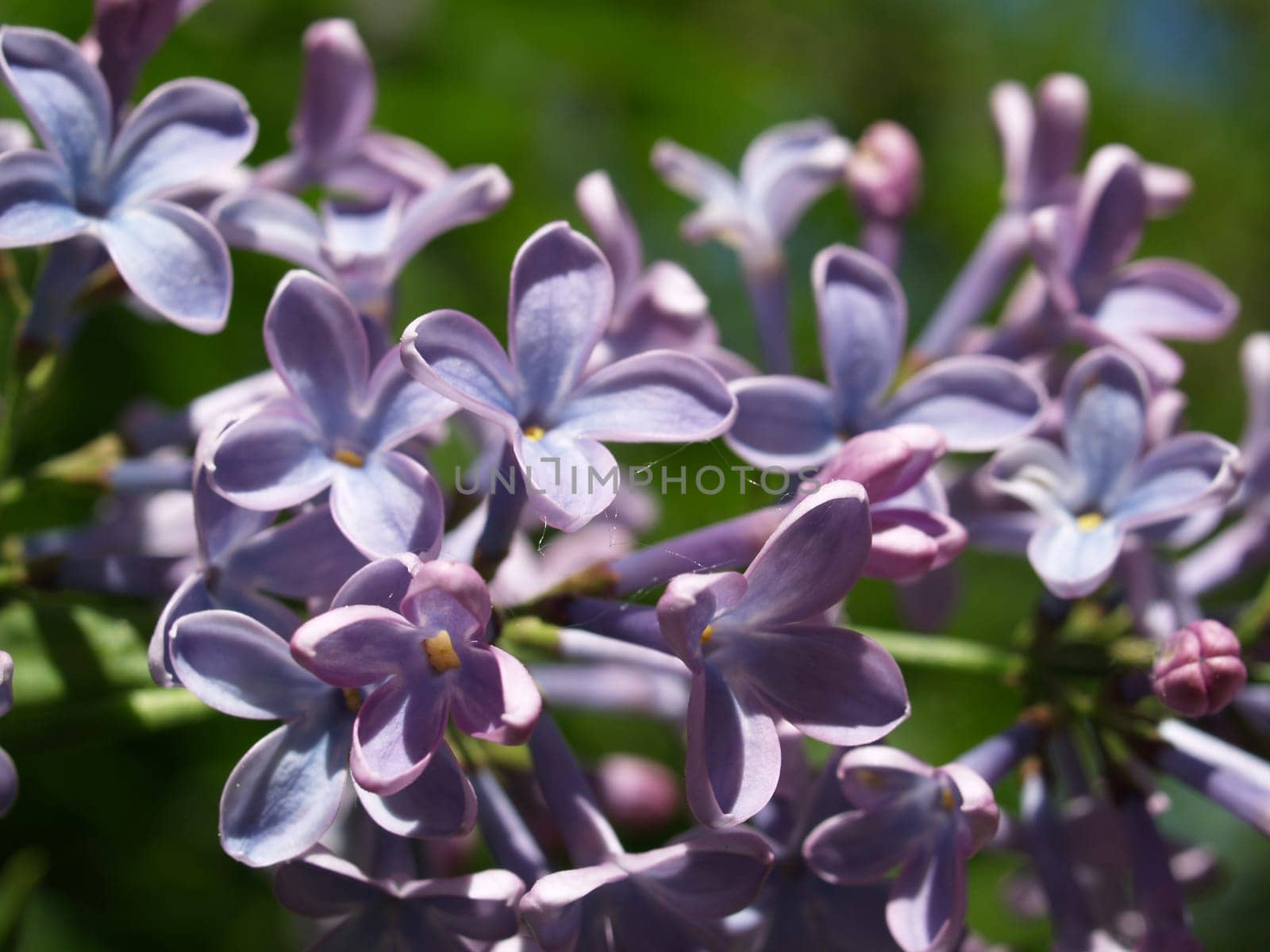 purple lilac