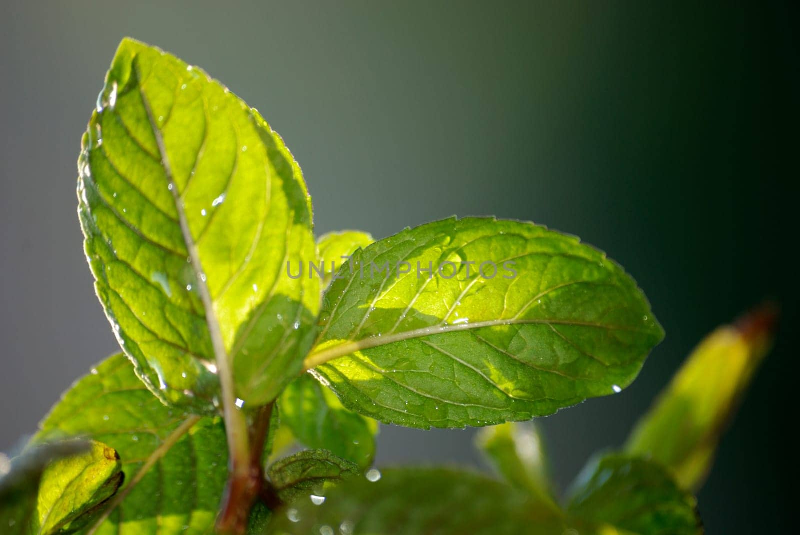 Fresh mint