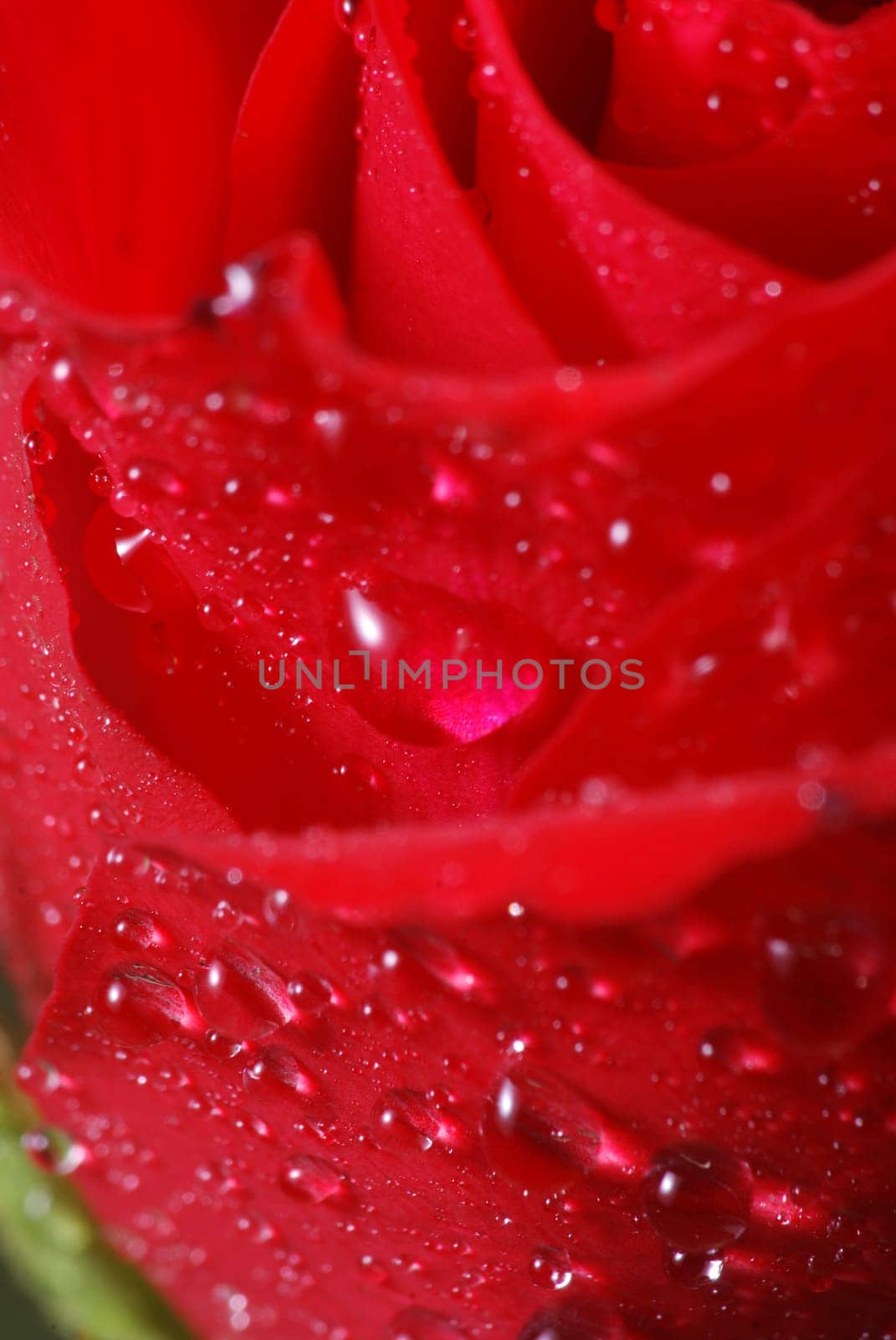 Rose blossom in the morning dew