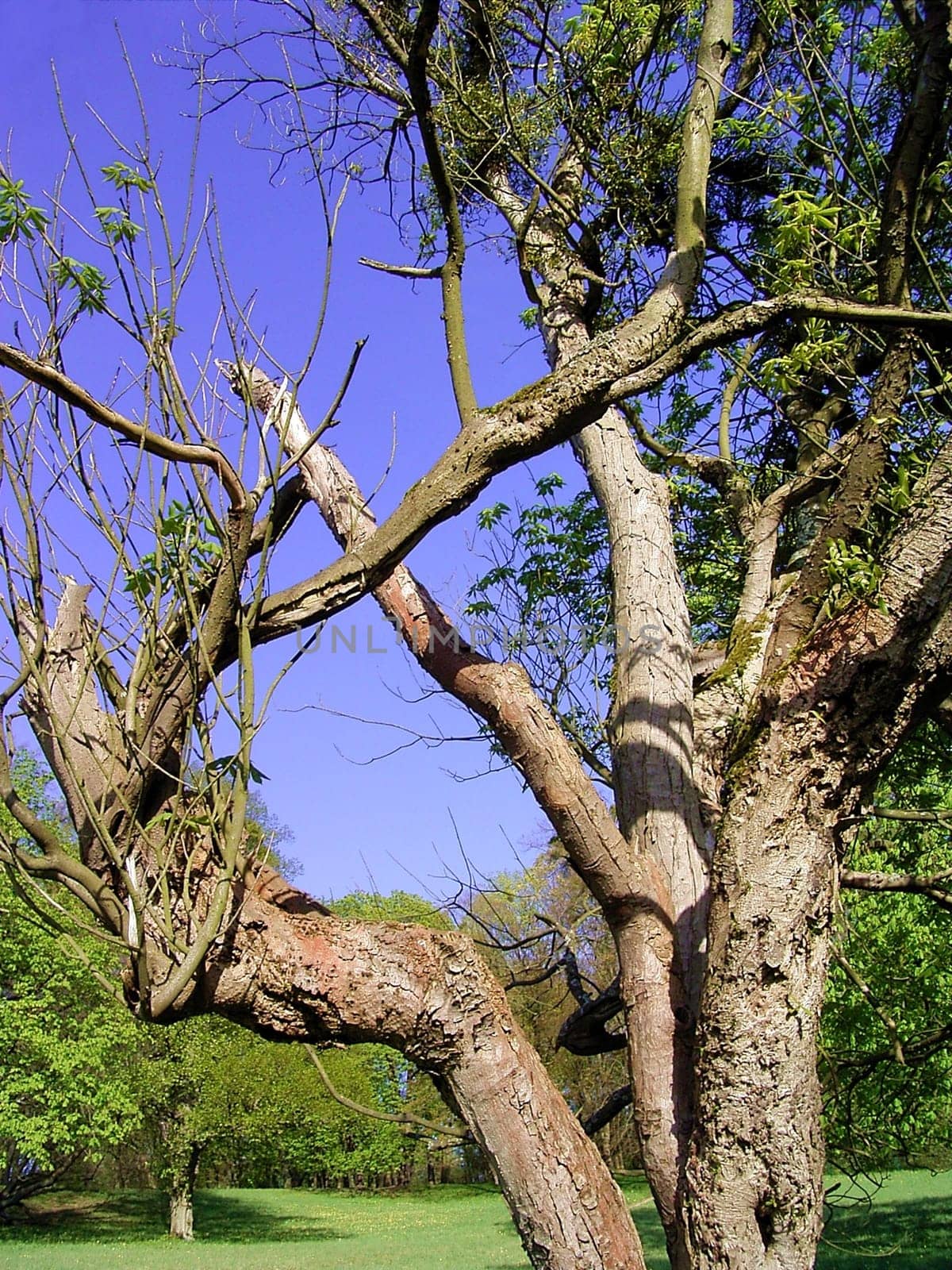 tree without christmas