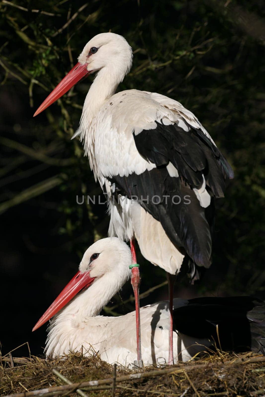 Pair of storks in their nest