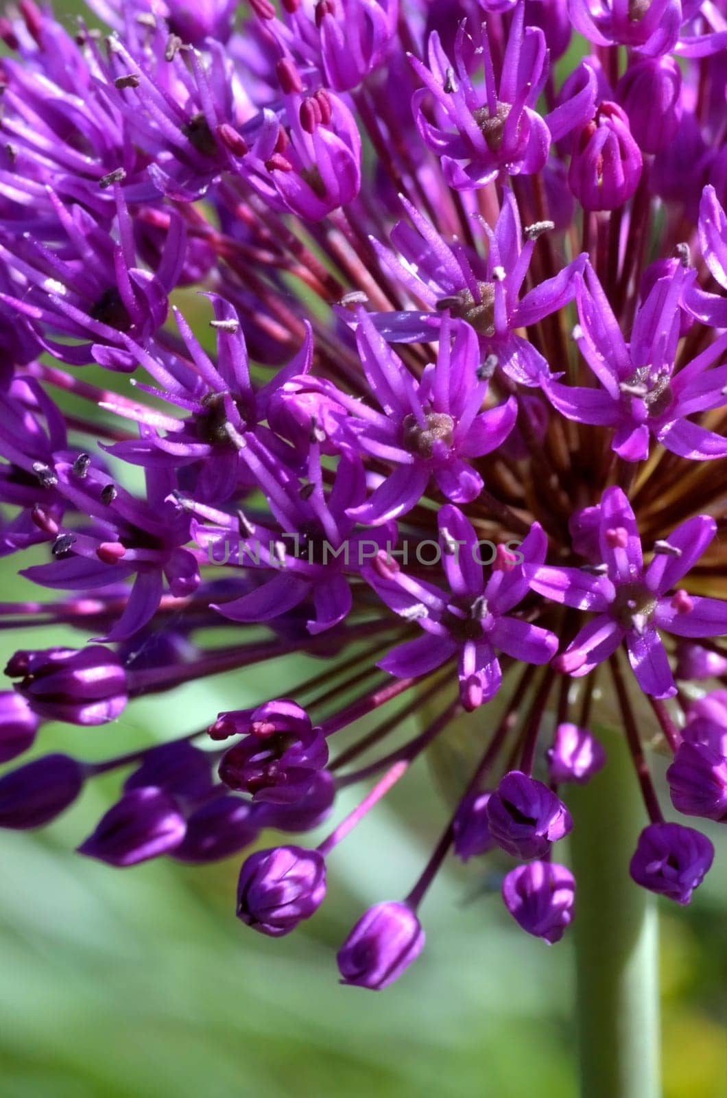 Chives