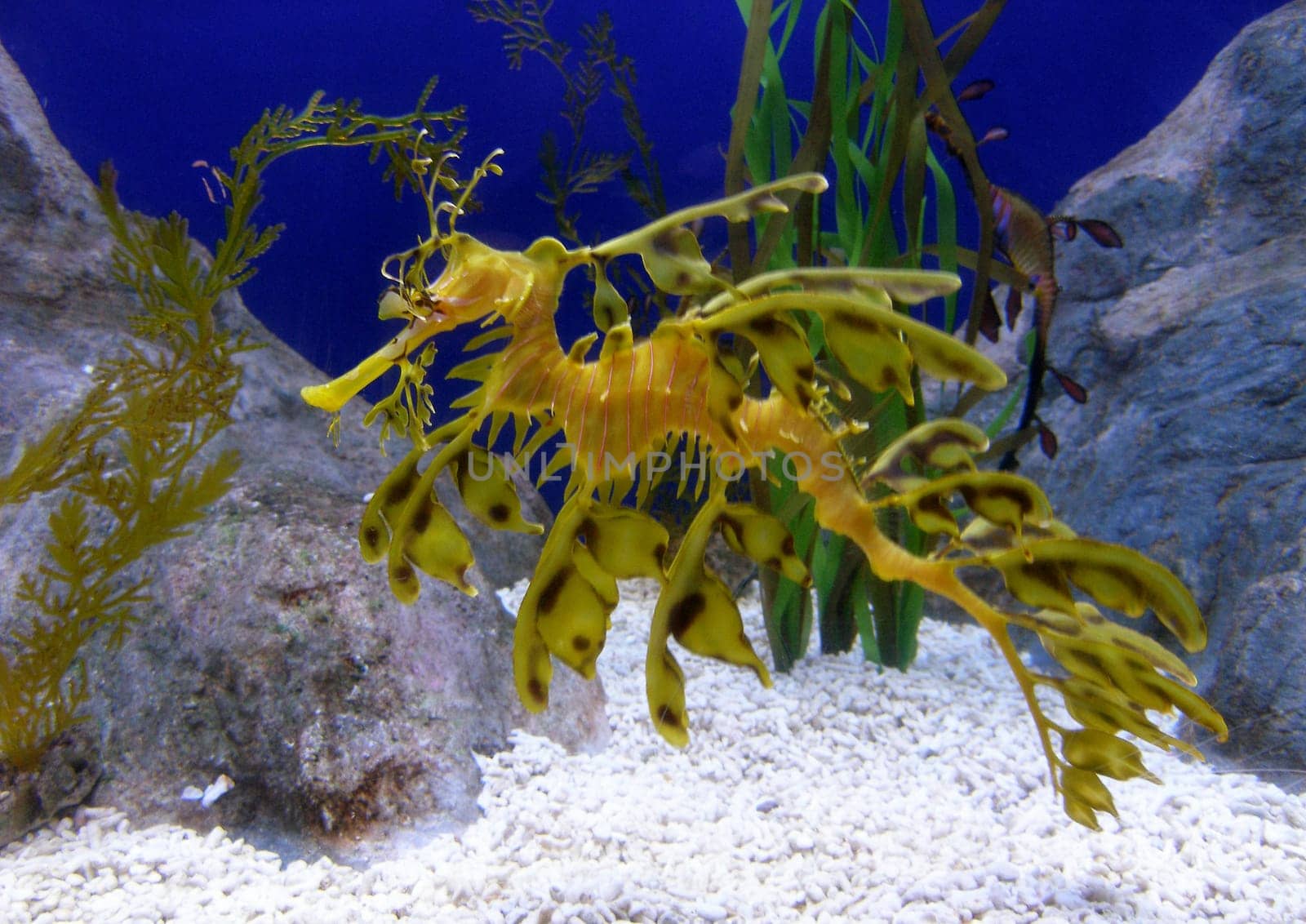 I photographed this large ragged fish in Singapore at Sea World's aquarium on Sentosa Island. Usually,these camouflage artists live in the kelp forests of South Australia.