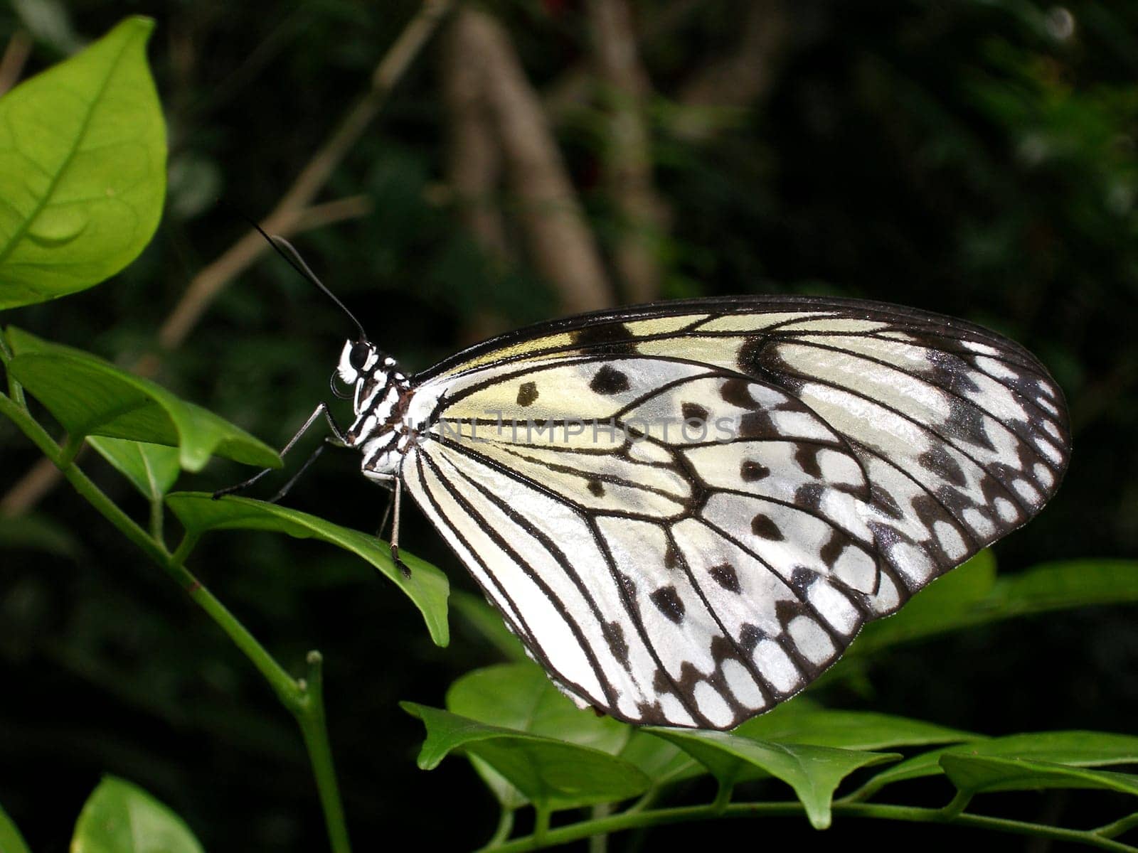 Recorded at the Butterfly House of Singapore