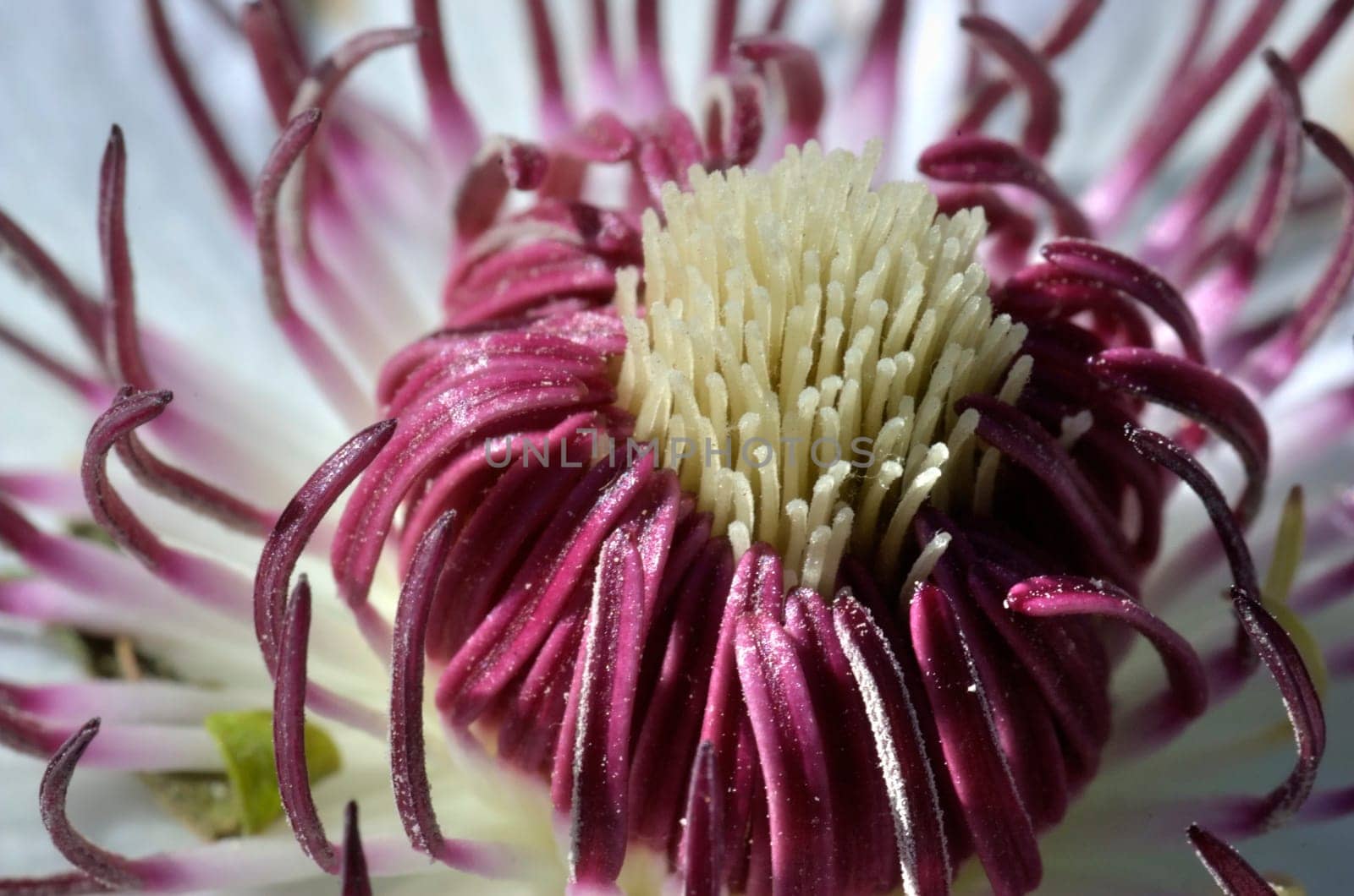 Clematis Macro 1