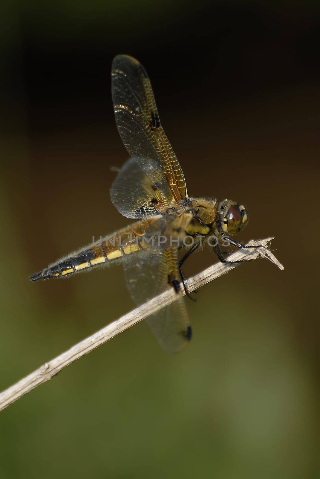 The four-spotted dragonfly is one of the large dragonflies or hang-gliding flies and reaches a length of four to five centimeters. It is easily recognizable by the four dark spots on each pair of wings. The basic color of the body is brown to black. Both